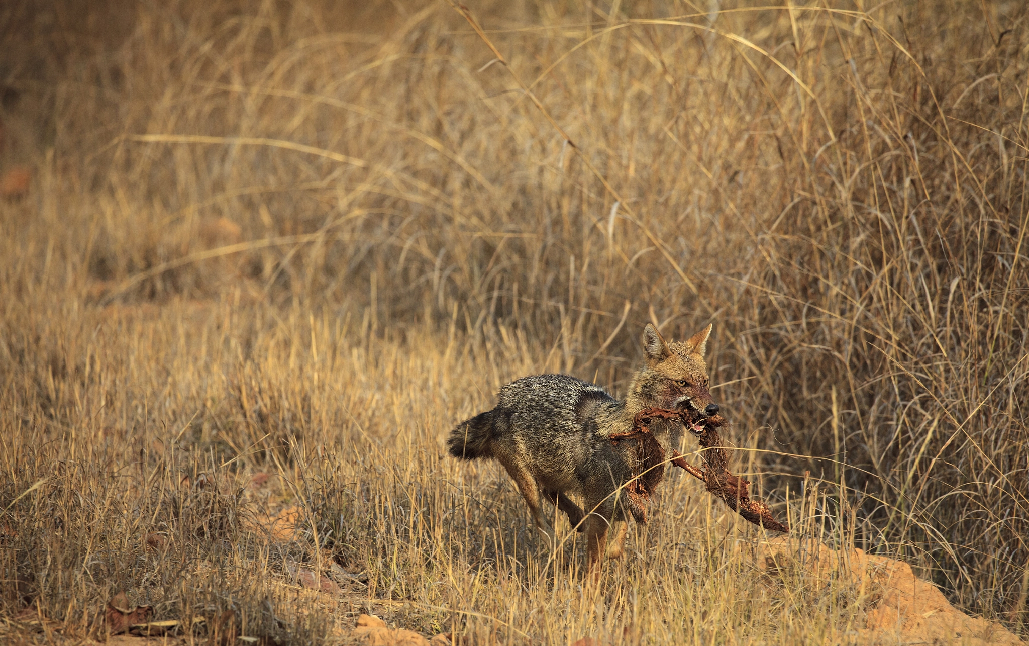 Canon EOS 5D Mark II sample photo. Golden jackal photography