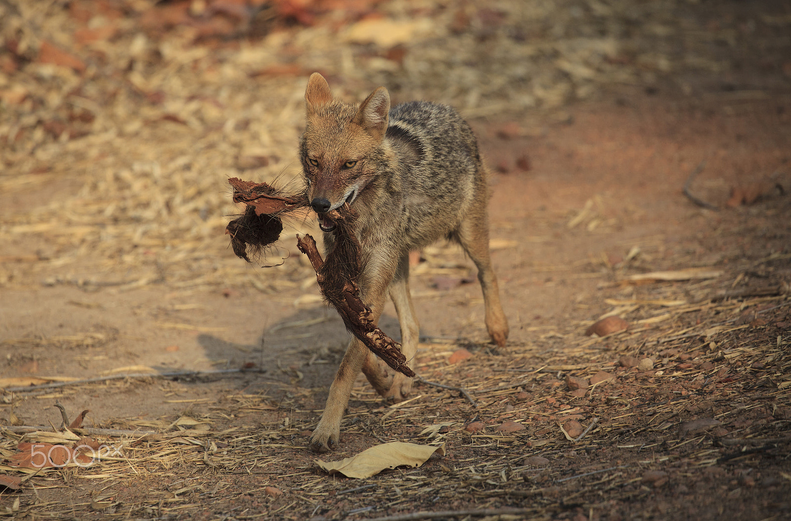 Canon EF 100-400mm F4.5-5.6L IS II USM sample photo. Golden jackal with carcass remains photography