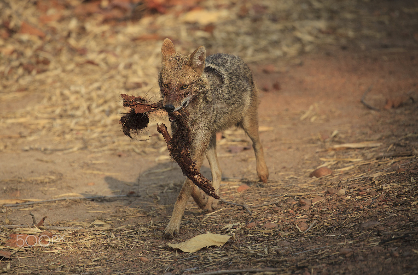 Canon EOS 5D Mark II sample photo. Golden jackal with carcass remains photography