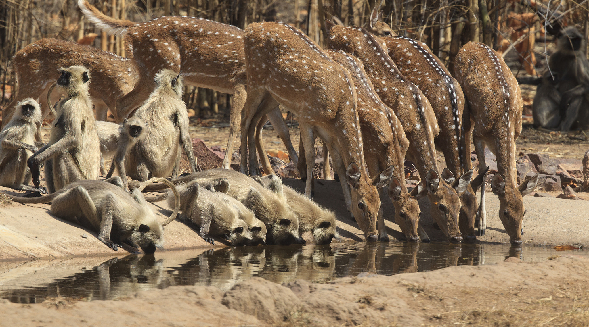 Canon EF 500mm F4L IS II USM sample photo. Spotted deer and langurs at water hole photography