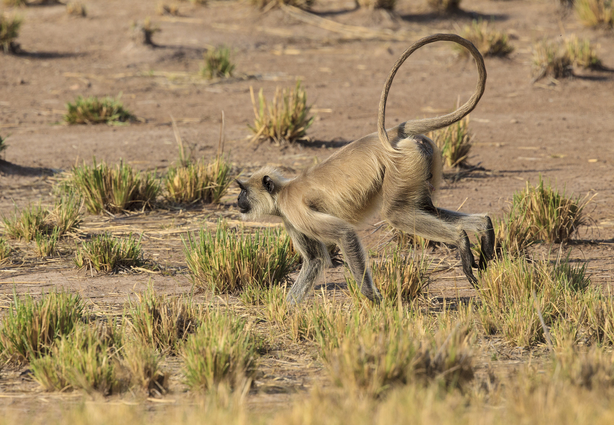 Canon EF 500mm F4L IS II USM sample photo. Indian langur running photography