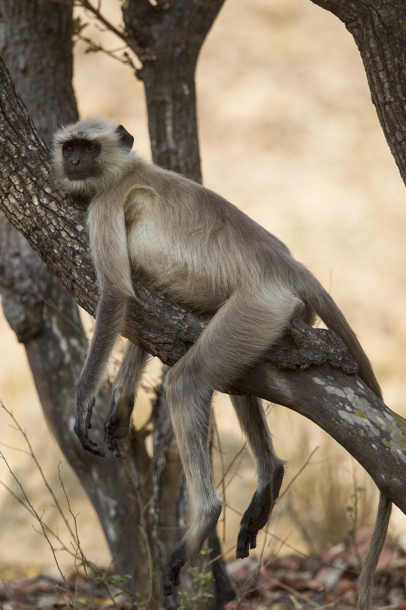 Canon EF 500mm F4L IS II USM sample photo. Indian langur relaxing photography