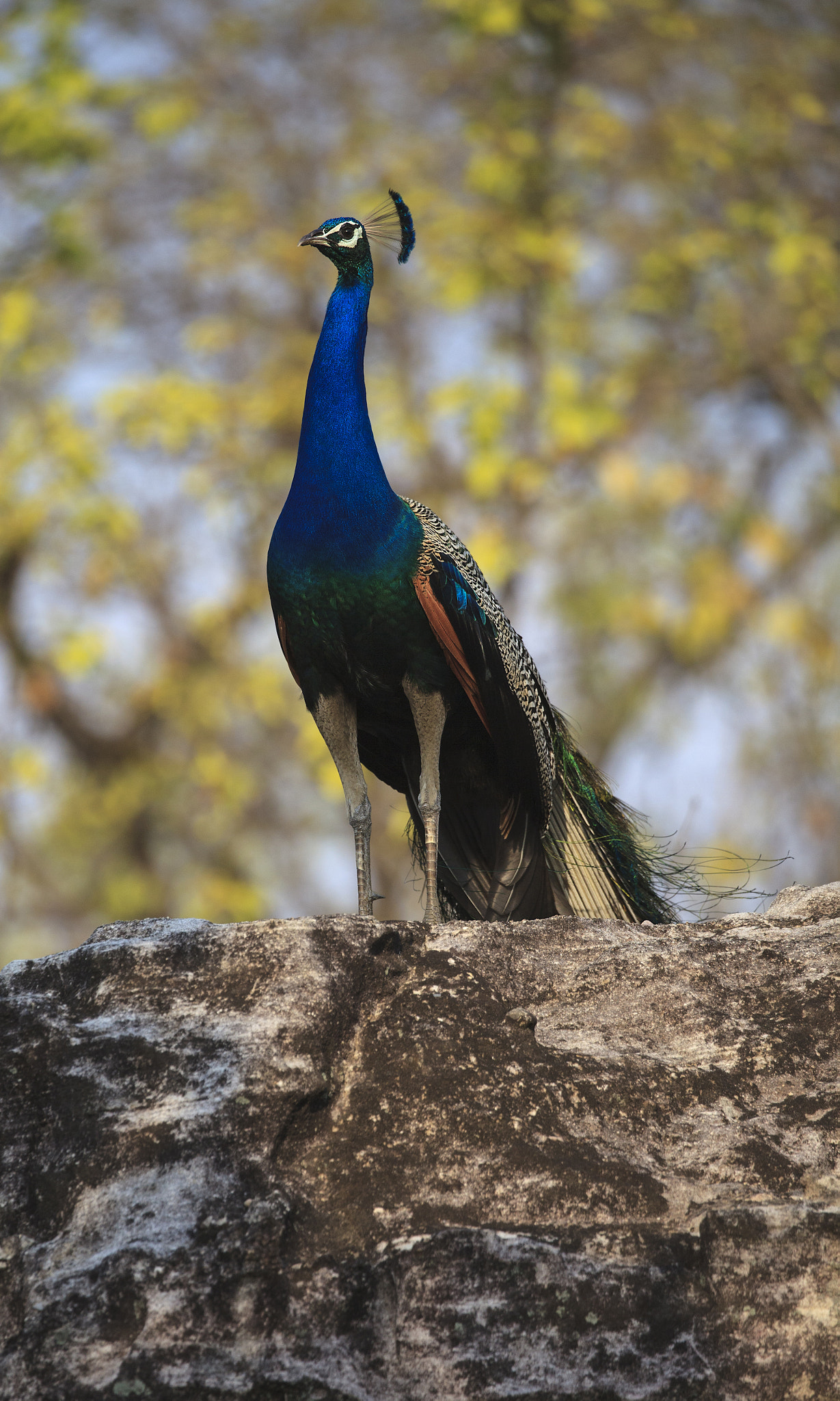 Canon EOS 5D Mark II sample photo. Indian peacock photography