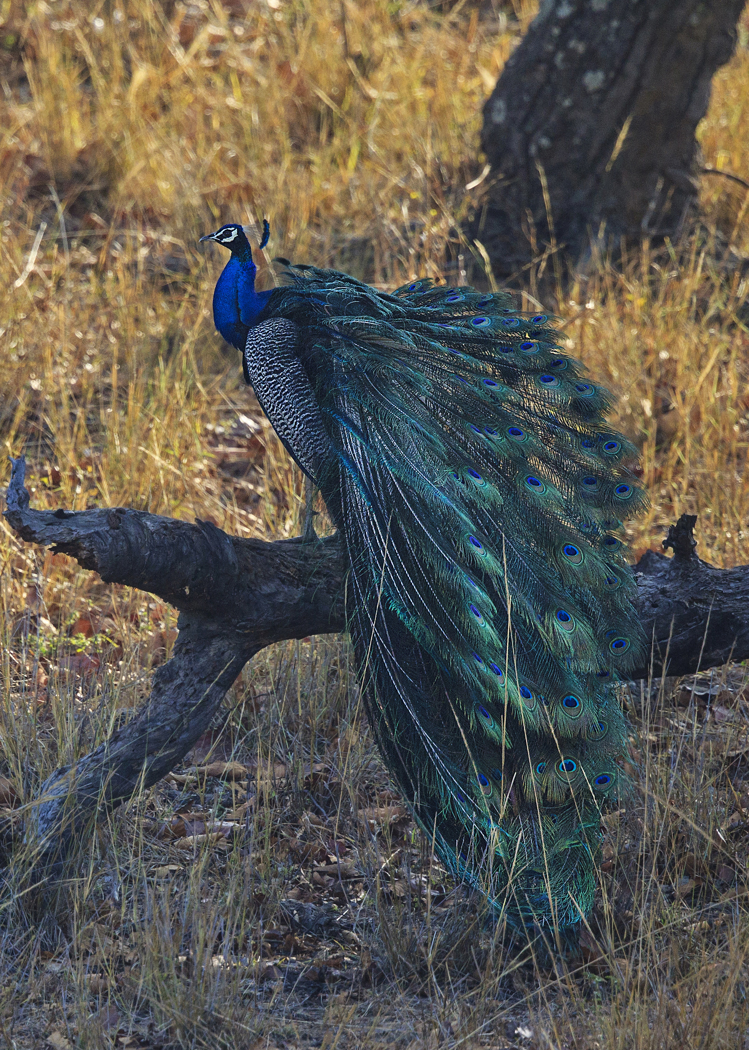 Canon EF 500mm F4L IS II USM sample photo. Indian peacock photography