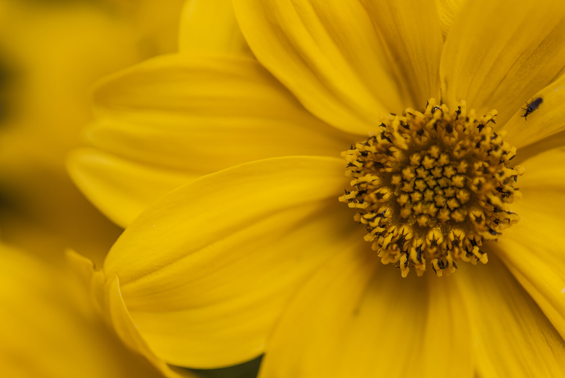 Sigma 105mm F2.8 EX DG OS HSM sample photo