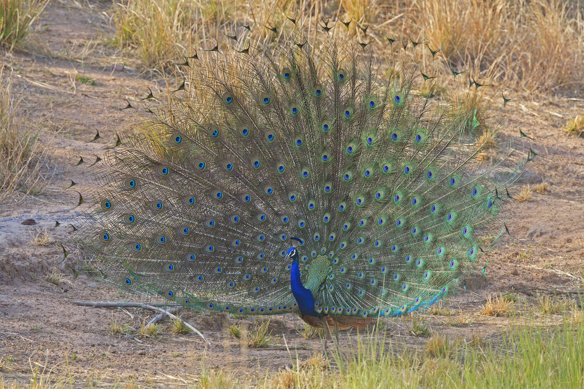 Canon EOS-1D Mark IV + Canon EF 500mm F4L IS II USM sample photo. Indian peacock displaying photography