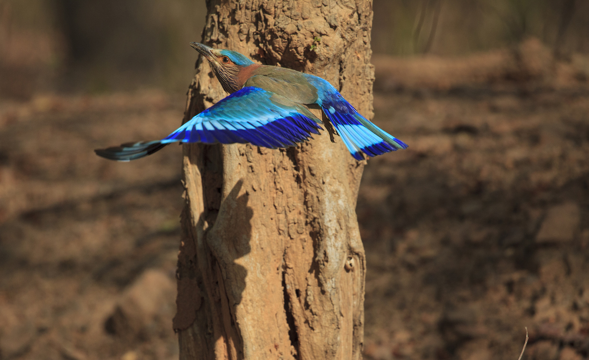 Canon EF 100-400mm F4.5-5.6L IS II USM sample photo. Indian roller flight photography