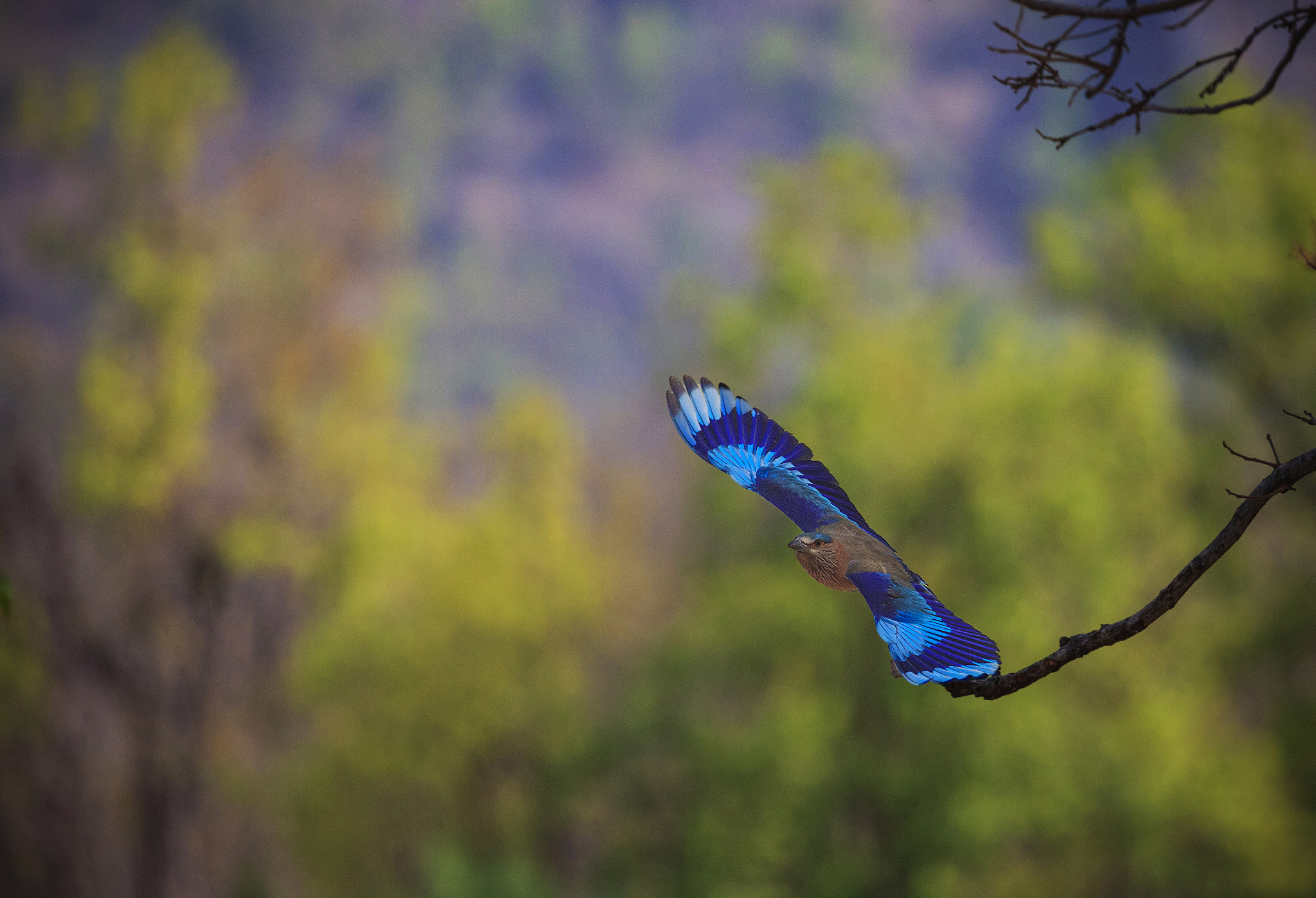 Canon EOS 5D Mark II sample photo. Indian roller flight photography