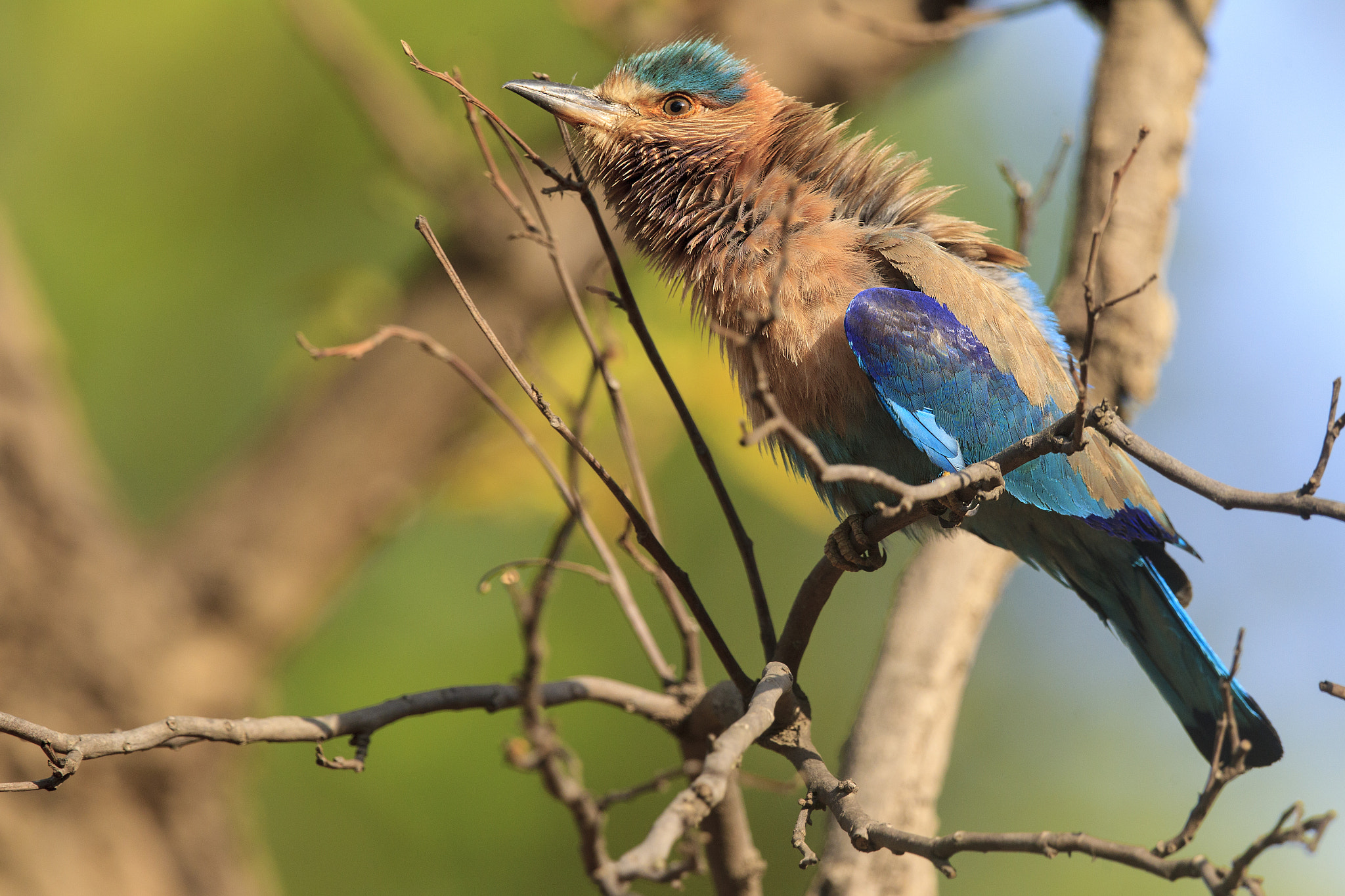 Canon EOS-1D Mark IV + Canon EF 500mm F4L IS II USM sample photo. Indian roller photography