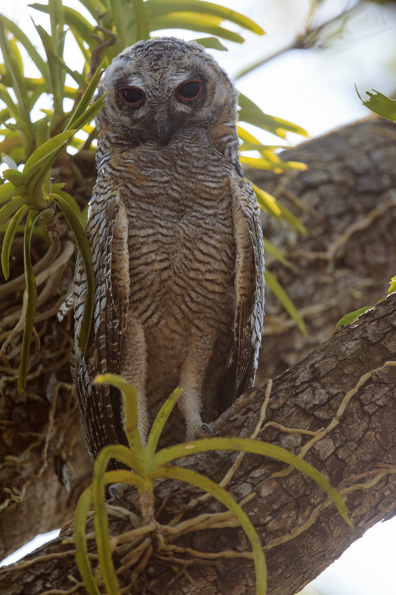 Canon EF 500mm F4L IS II USM sample photo. Mottled wood owl chick photography