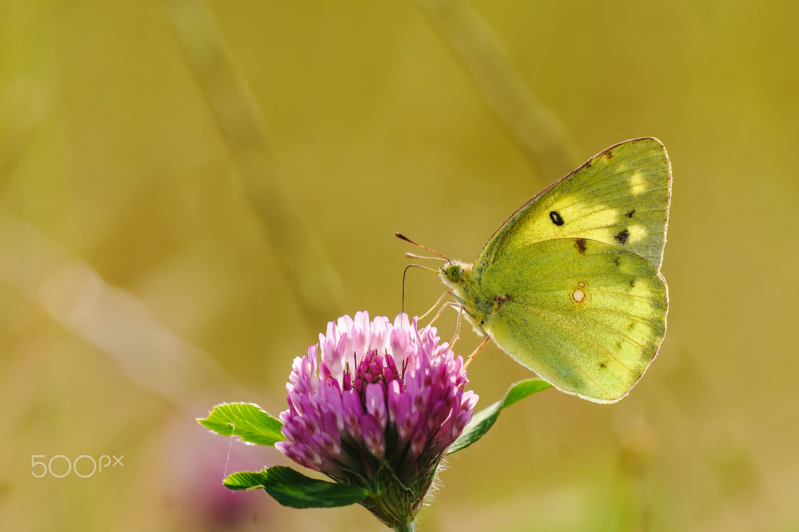 Sony ILCA-77M2 + Minolta AF 100mm F2.8 Macro [New] sample photo. The pale clouded yellow photography