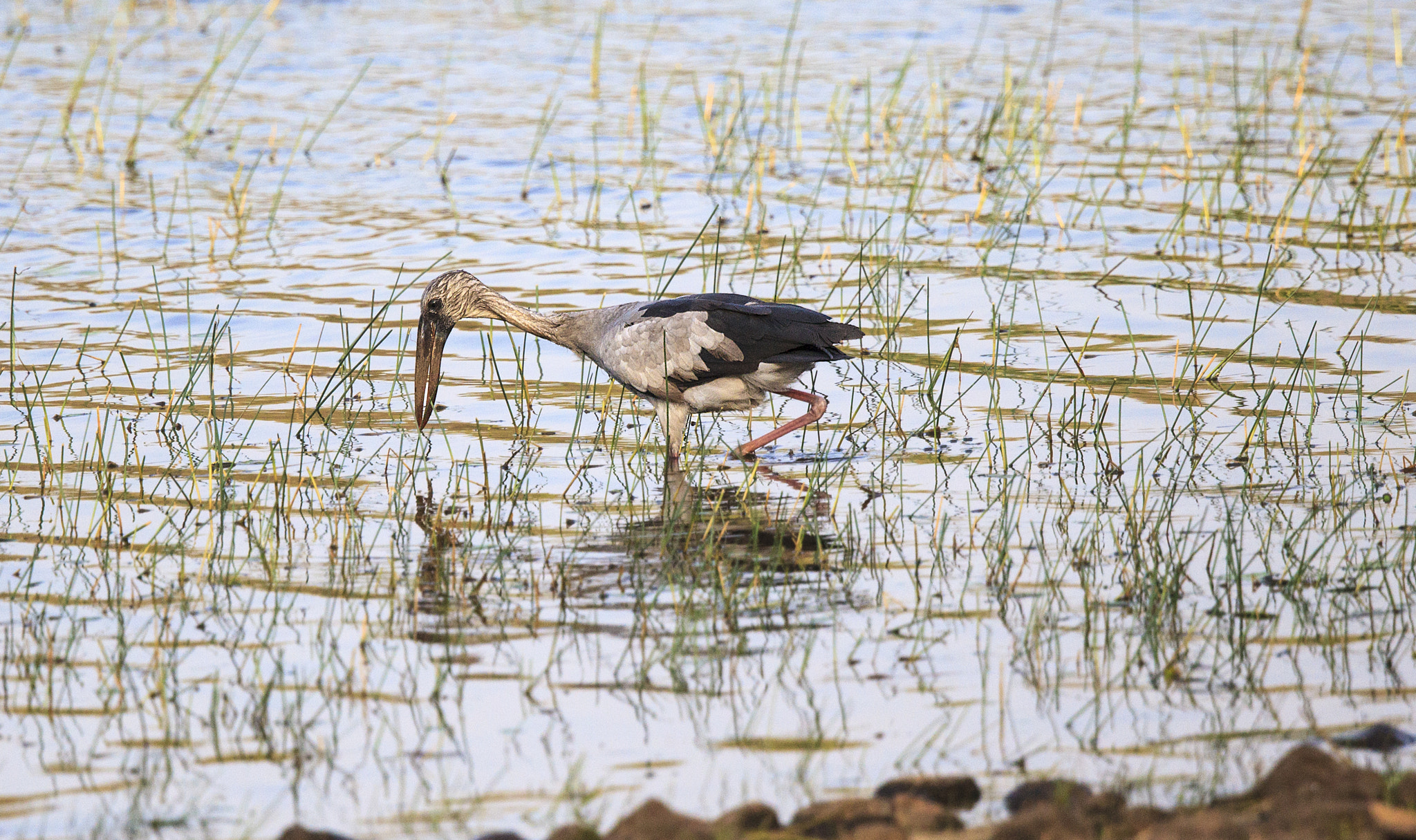 Canon EOS-1D Mark IV + Canon EF 500mm F4L IS II USM sample photo. Open billed stork photography