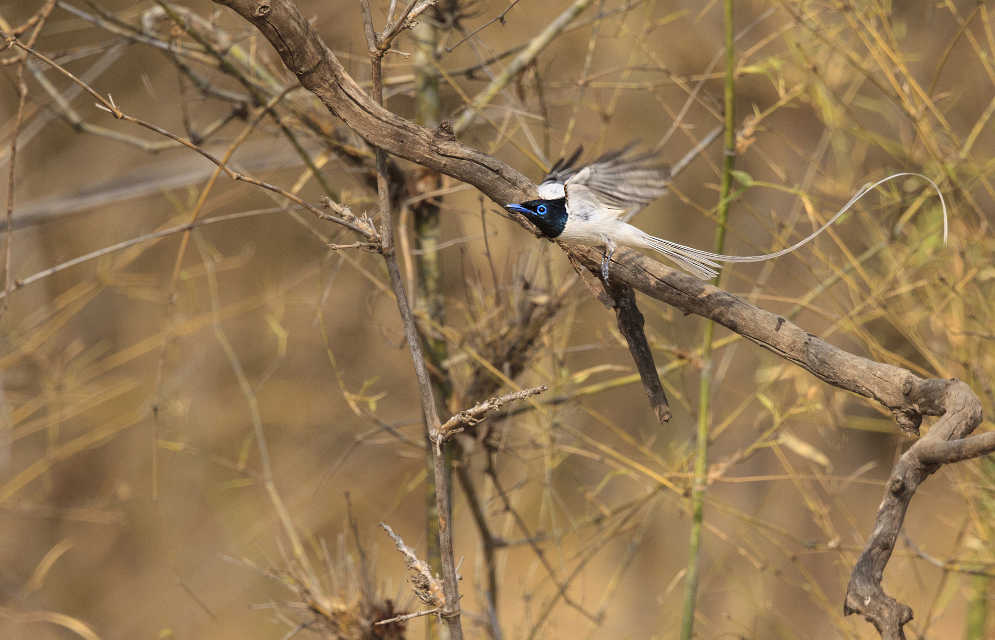 Canon EOS-1D Mark IV + Canon EF 500mm F4L IS II USM sample photo. Asian paradise-flycatcher in flight photography