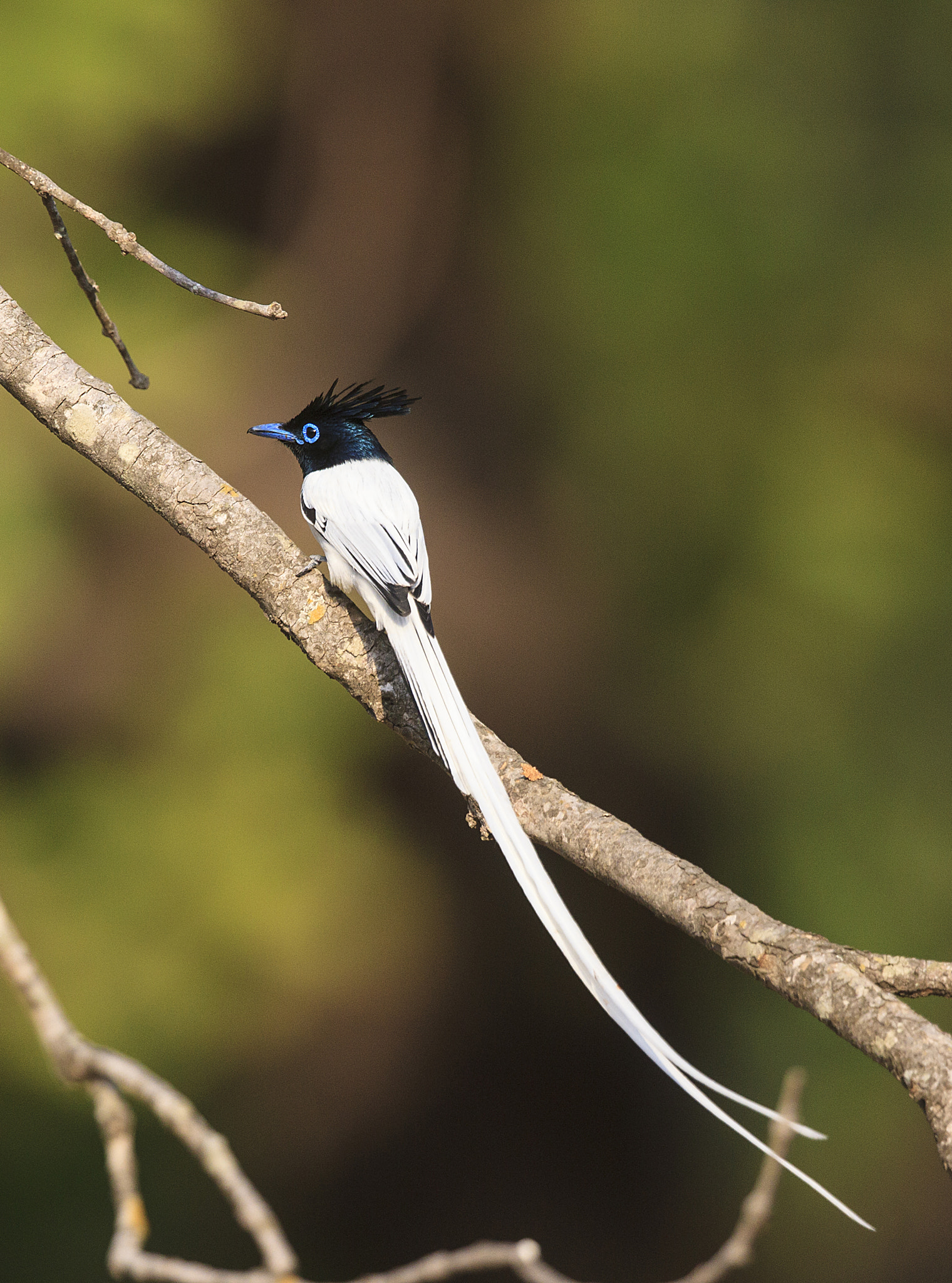 Canon EF 500mm F4L IS II USM sample photo. Asian paradise-flycatcher photography