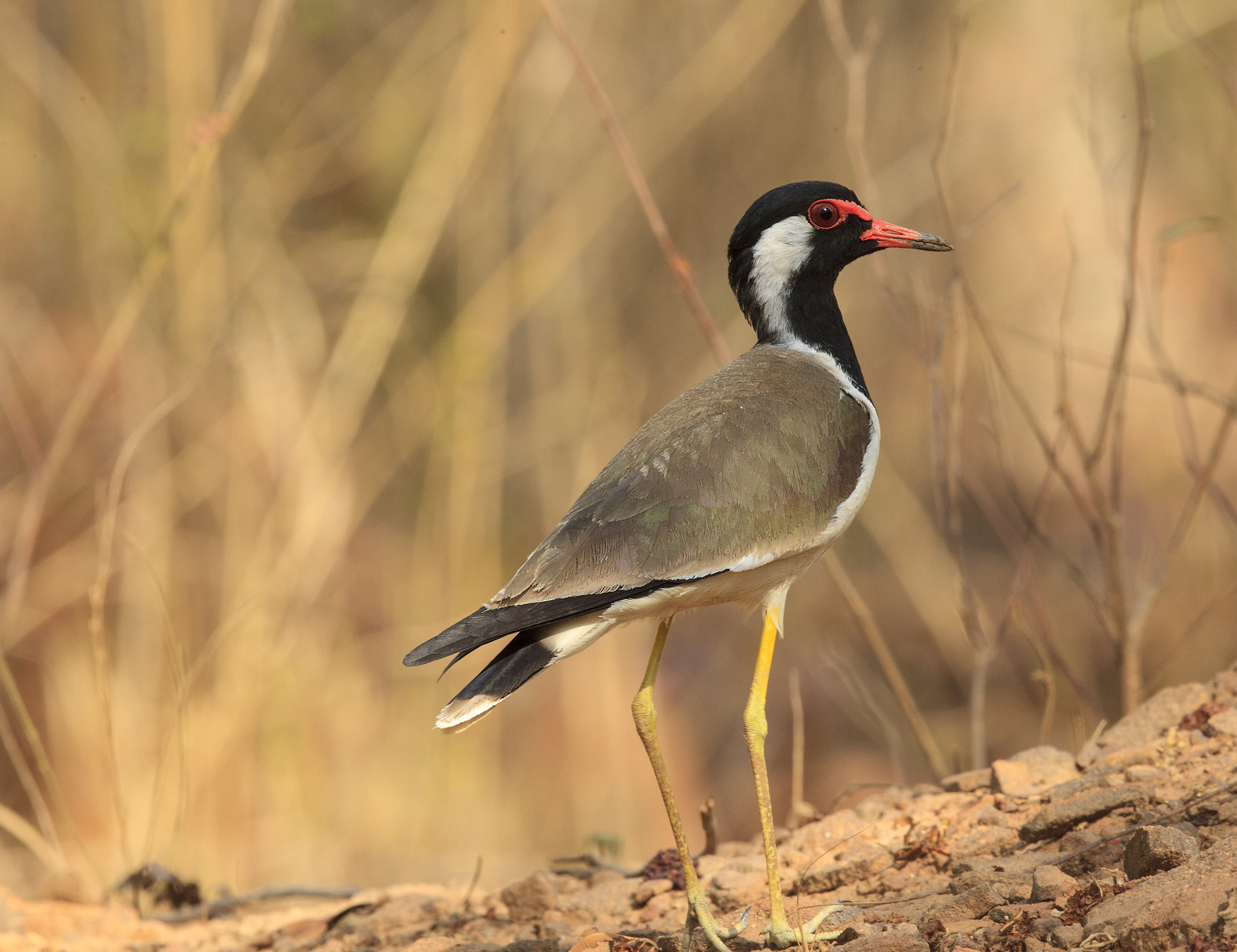 Canon EF 500mm F4L IS II USM sample photo. Red-wattled lapwing photography