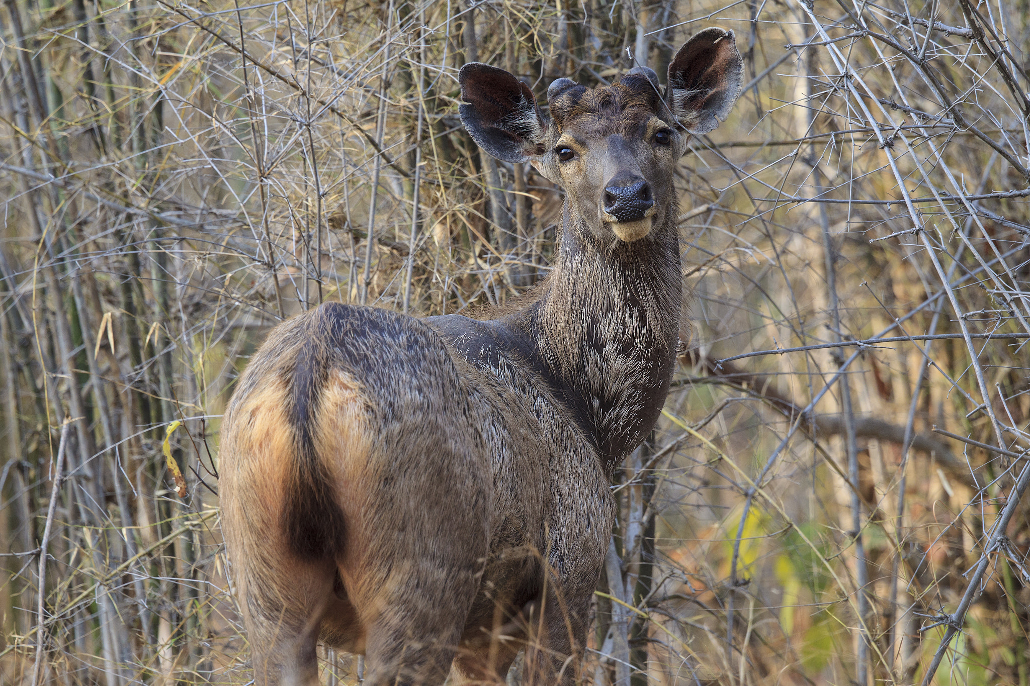 Canon EOS-1D Mark IV + Canon EF 500mm F4L IS II USM sample photo. Sambar deer photography