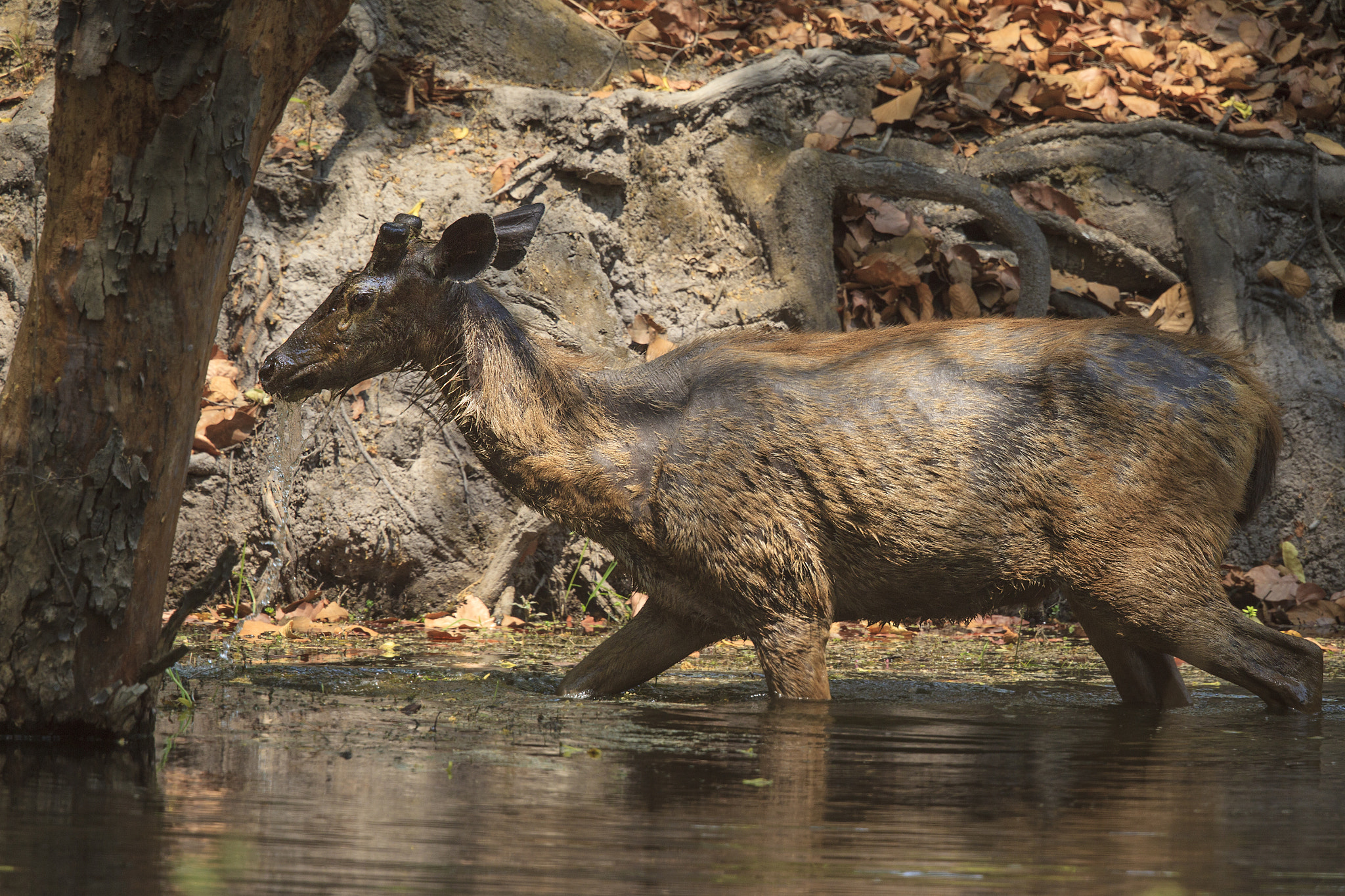 Canon EOS-1D Mark IV + Canon EF 500mm F4L IS II USM sample photo. Sambar deer photography