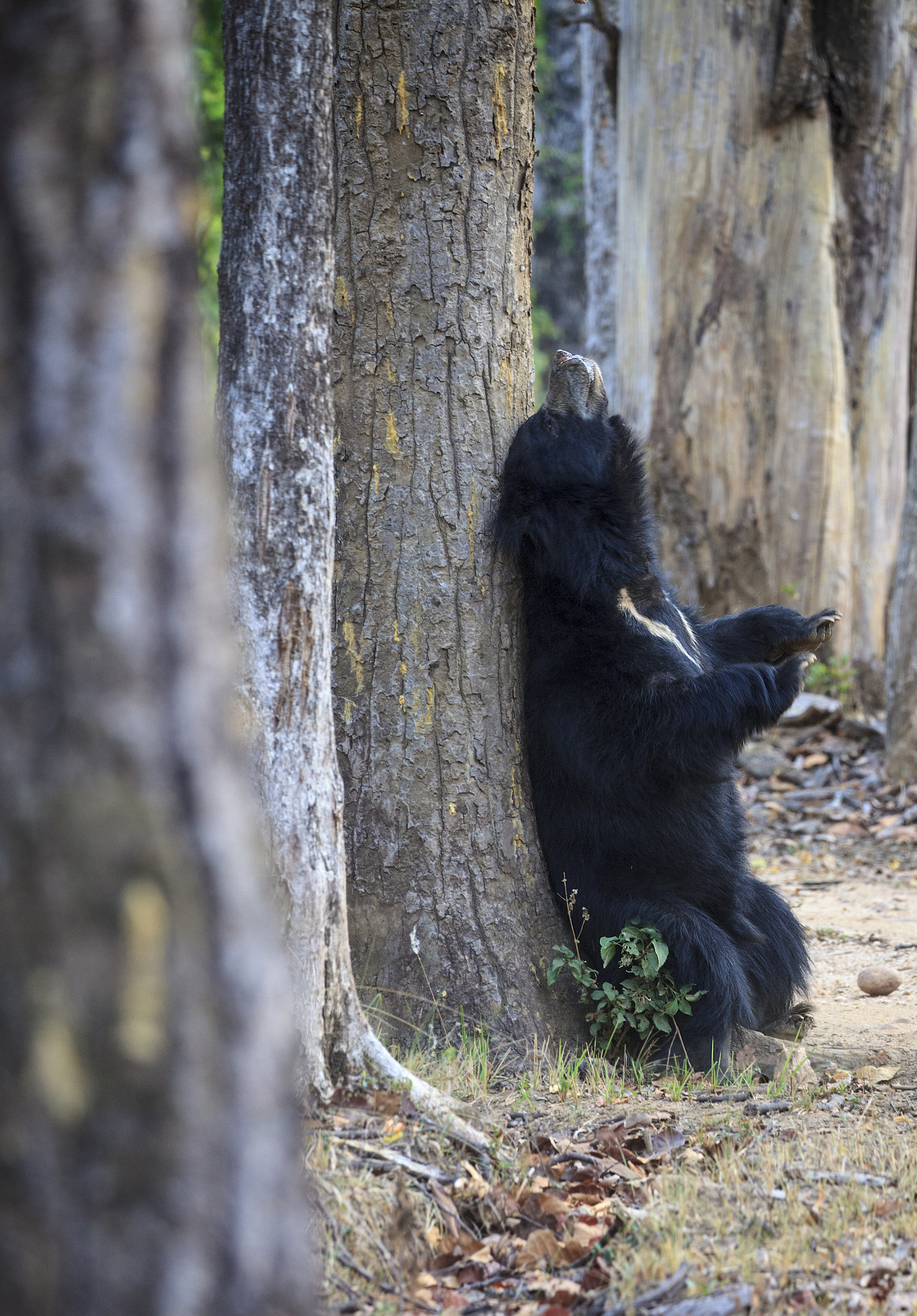 Canon EOS 5D Mark II sample photo. Sloth bear photography