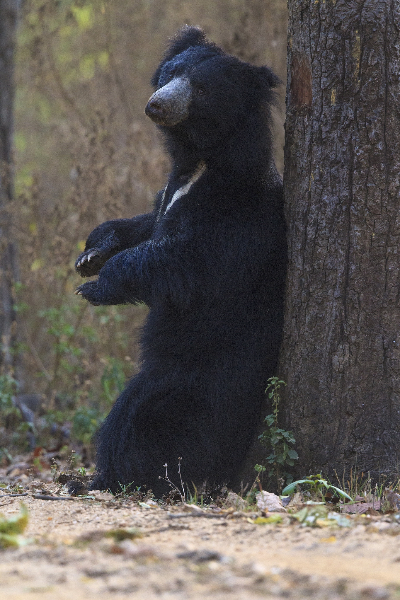 Canon EOS-1D Mark IV + Canon EF 500mm F4L IS II USM sample photo. Sloth bear scratching back photography