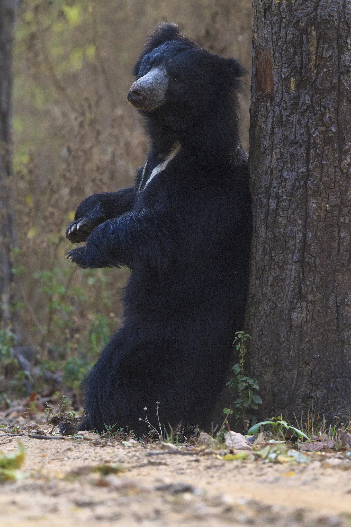 Canon EF 500mm F4L IS II USM sample photo. Sloth bear scratching back photography