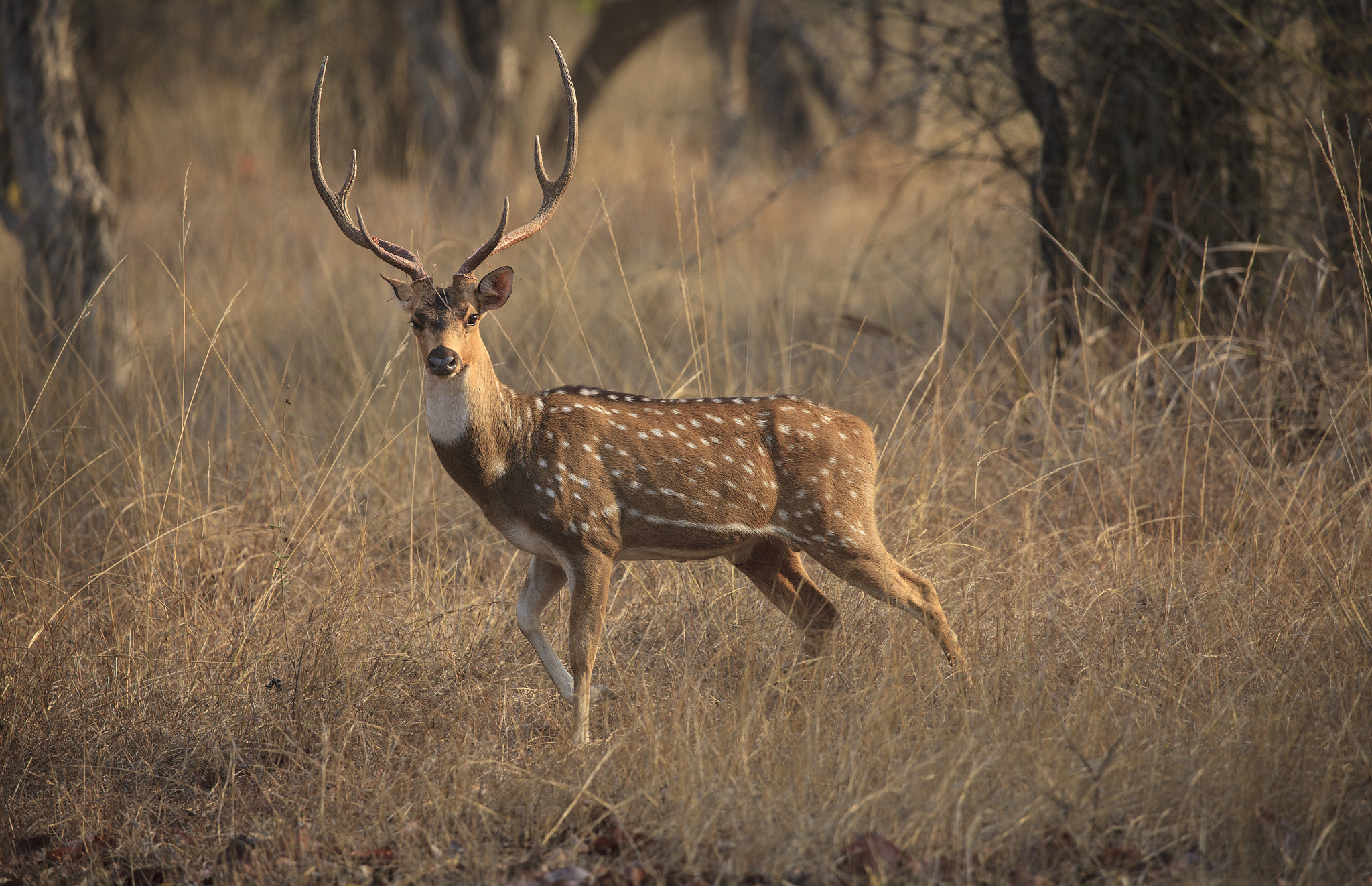Canon EOS 5D Mark II sample photo. Spotted deer photography
