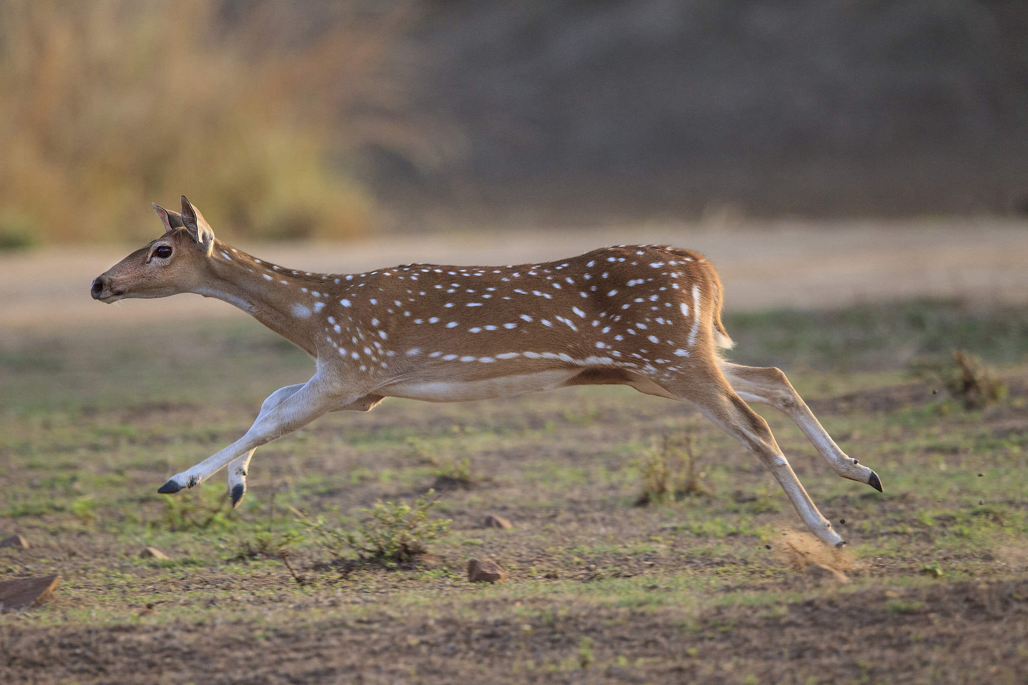 Canon EOS-1D Mark IV + Canon EF 500mm F4L IS II USM sample photo. Spotted deer running photography