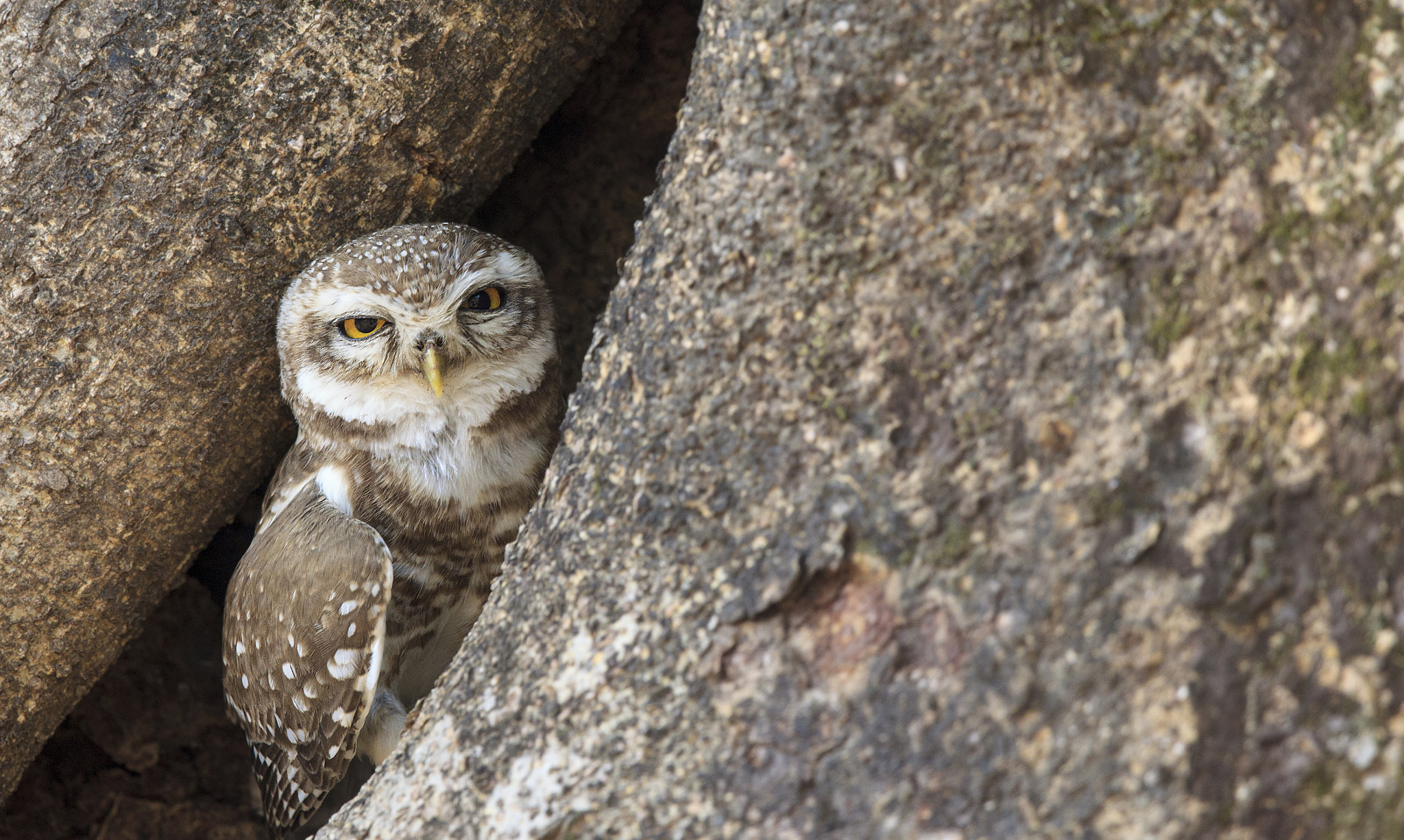 Canon EOS-1D Mark IV + Canon EF 500mm F4L IS II USM sample photo. Spotted owlet in hollow photography