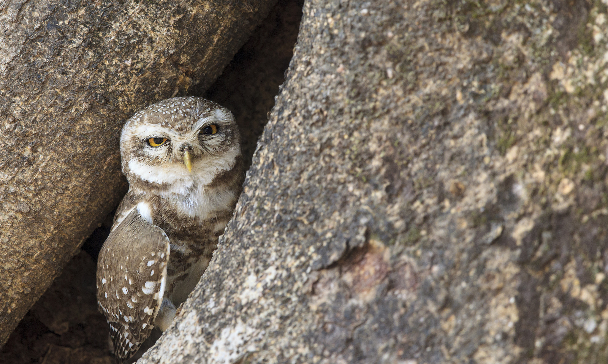 Canon EF 500mm F4L IS II USM sample photo. Spotted owlet in hollow photography