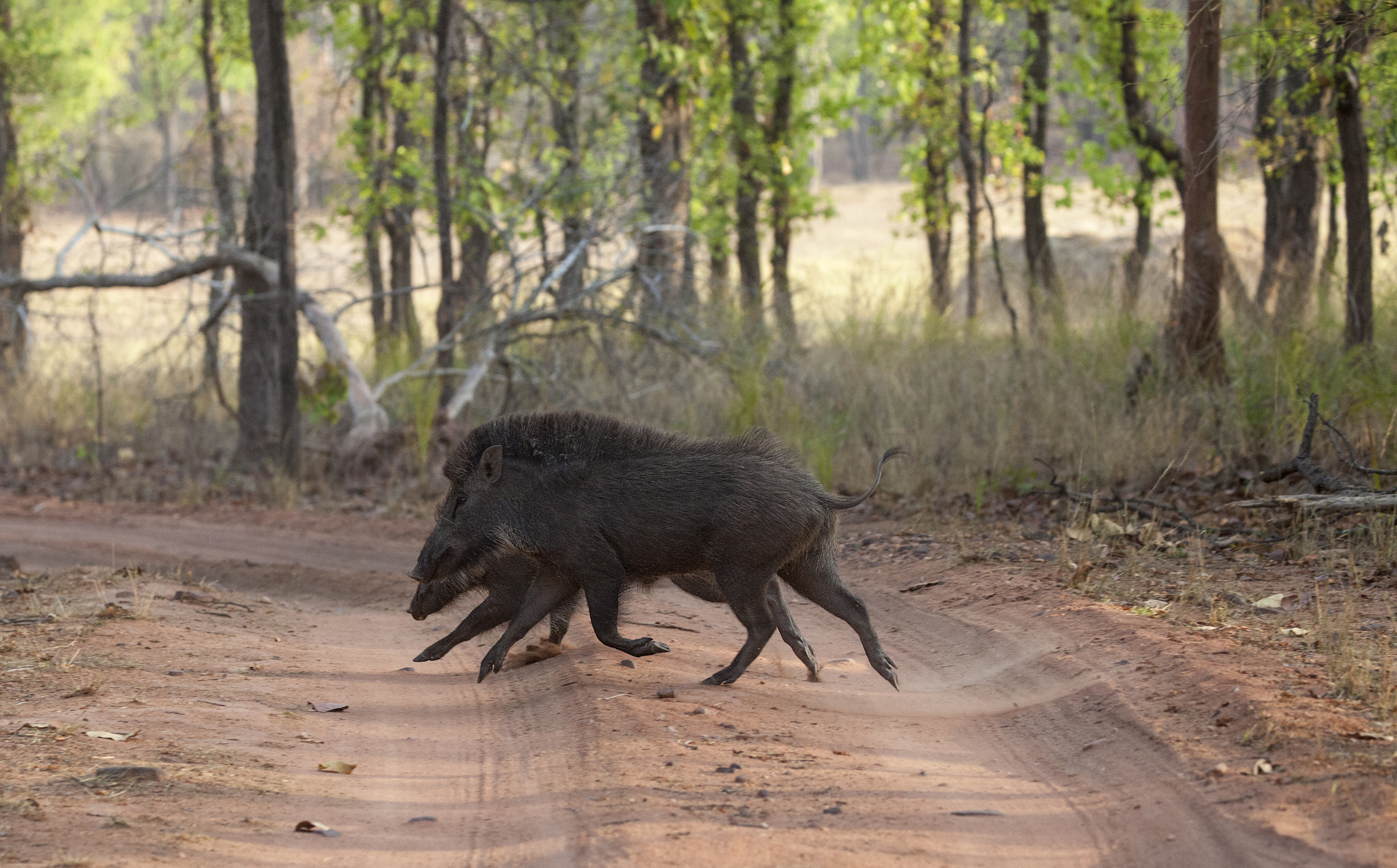 Canon EOS 5D Mark II sample photo. Wild boar running across the road photography