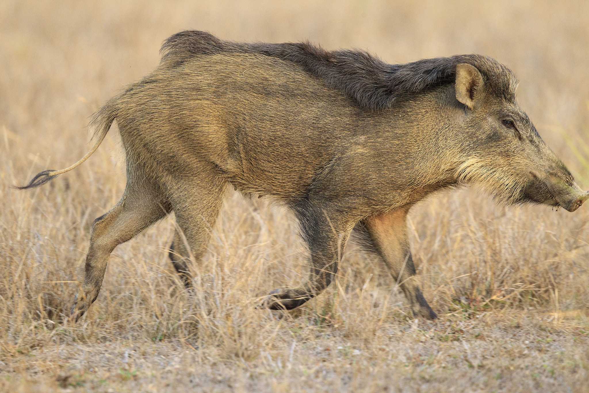 Canon EOS-1D Mark IV + Canon EF 500mm F4L IS II USM sample photo. Wild boar running photography