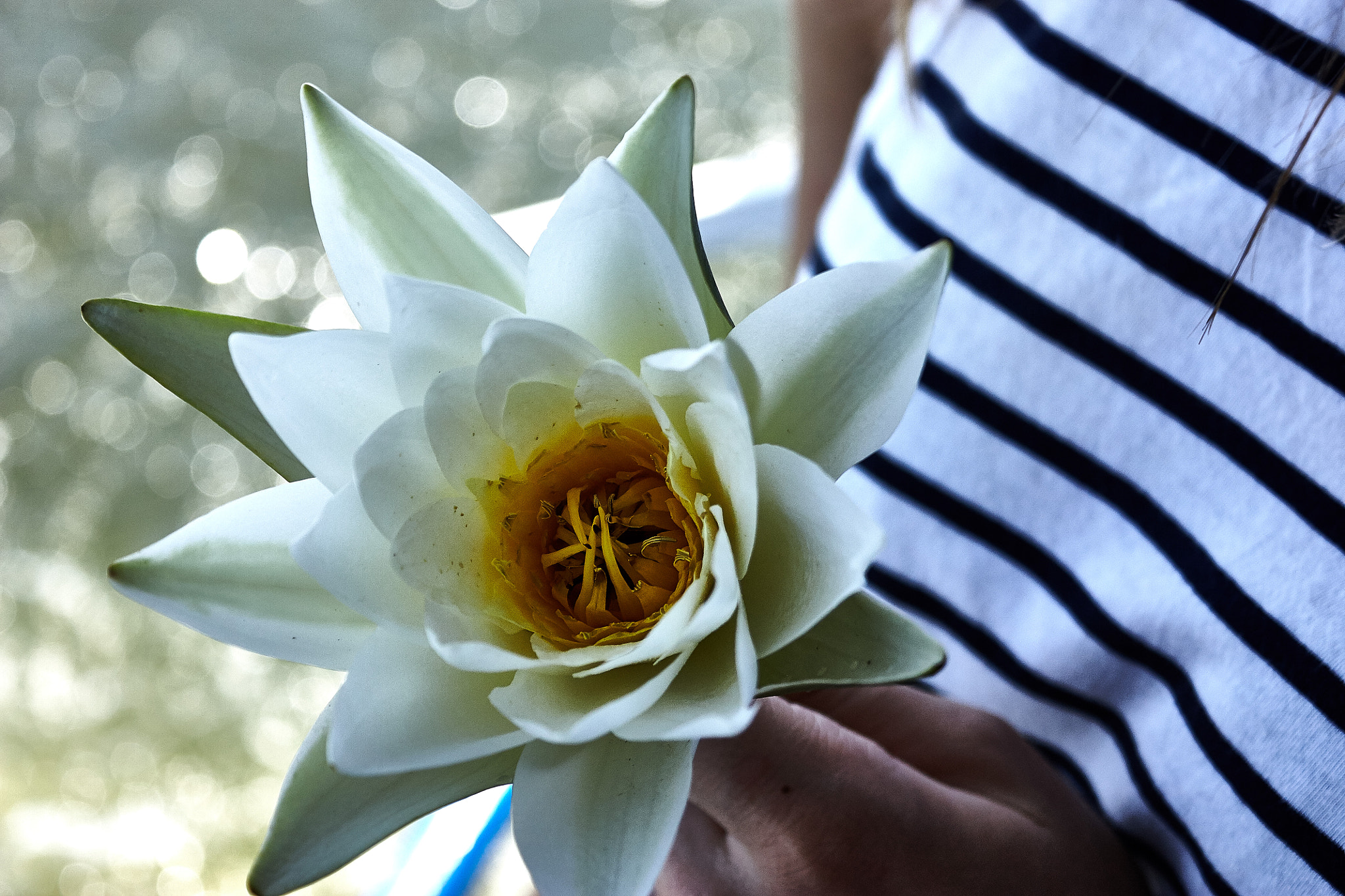 Canon EOS 450D (EOS Rebel XSi / EOS Kiss X2) sample photo. Water lily.jpg photography