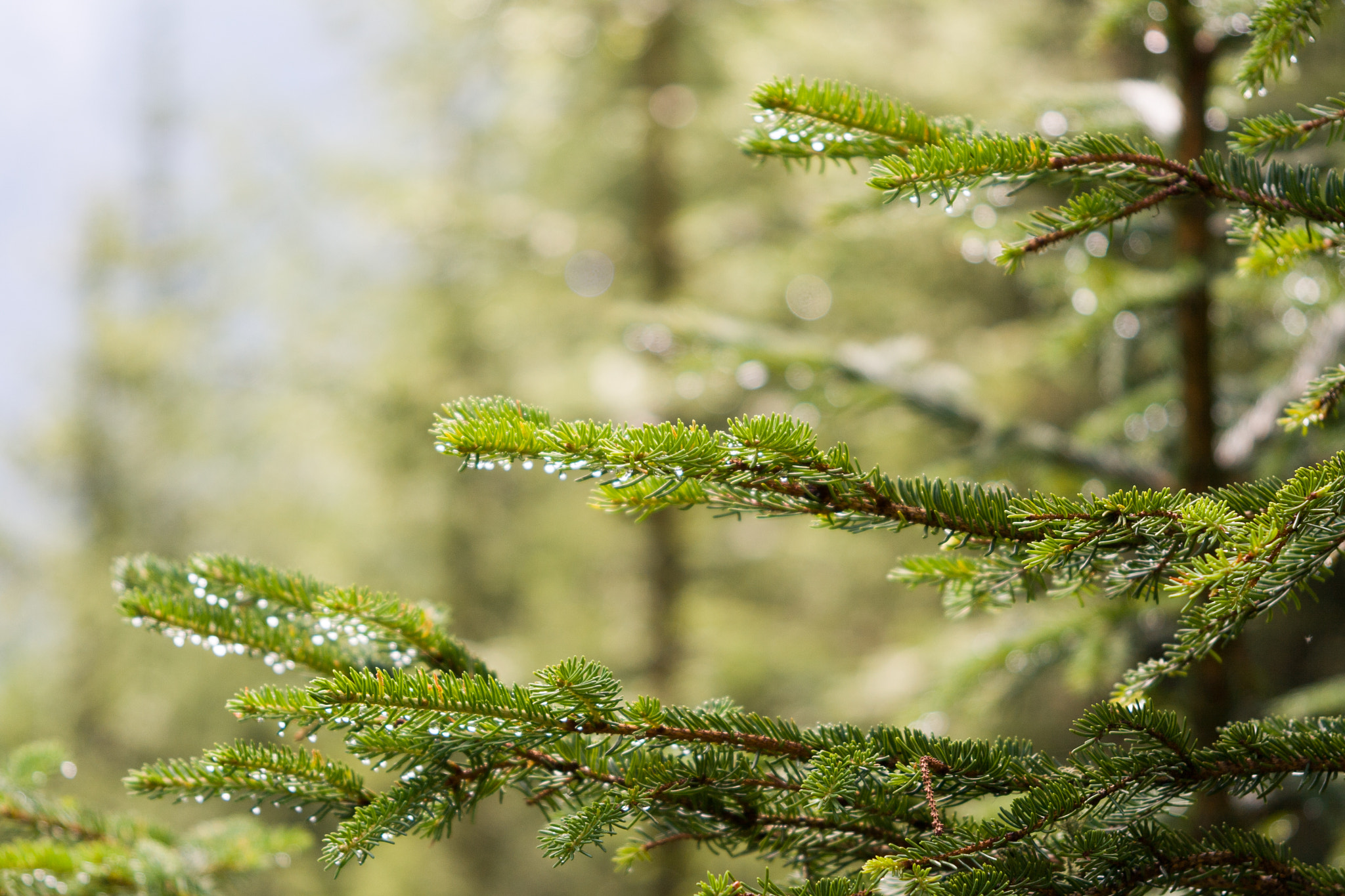 Canon EF 24-85mm F3.5-4.5 USM sample photo. Bokeh on a pine branch photography