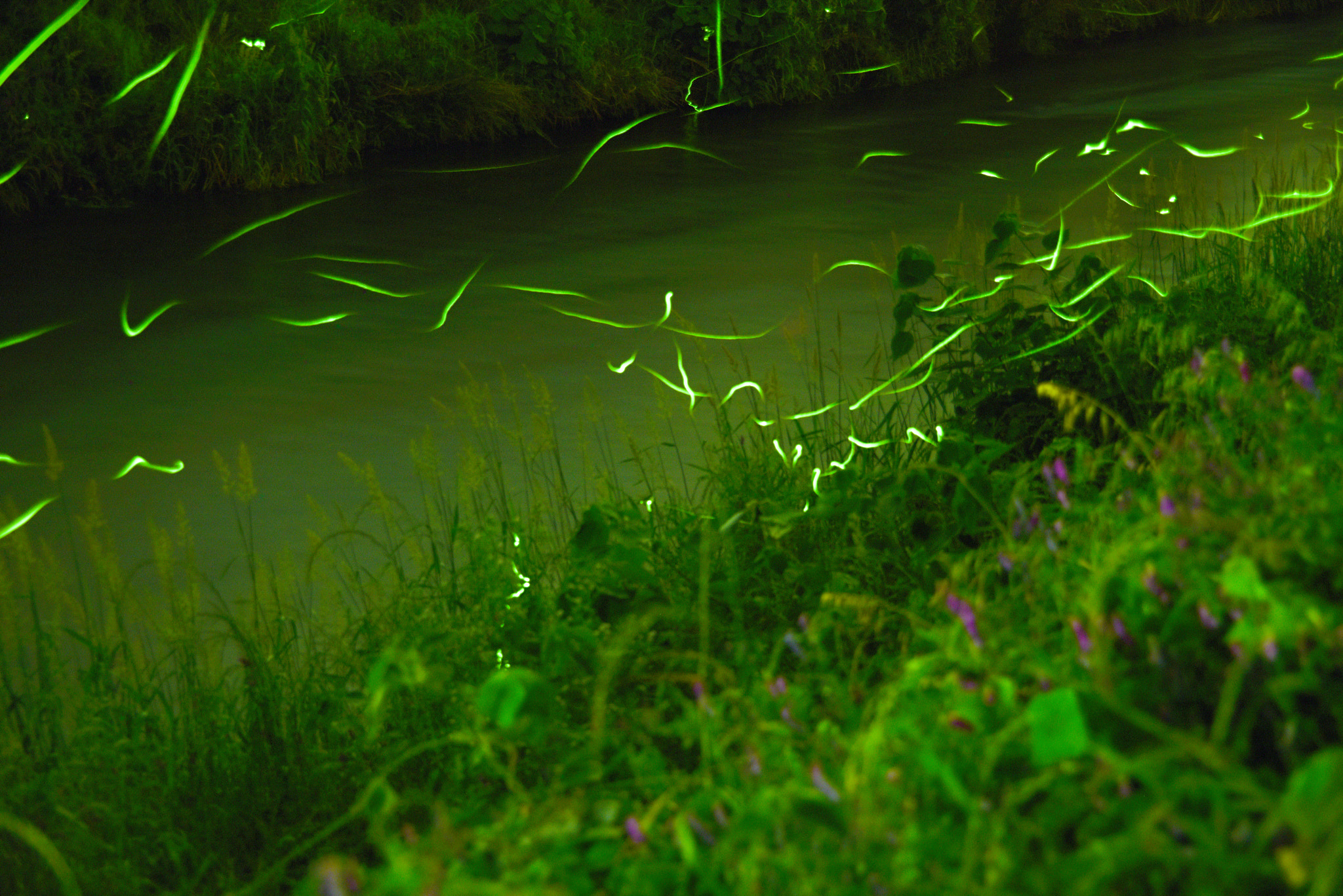 Nikon D810A sample photo. 板屋川のlampyridae photography
