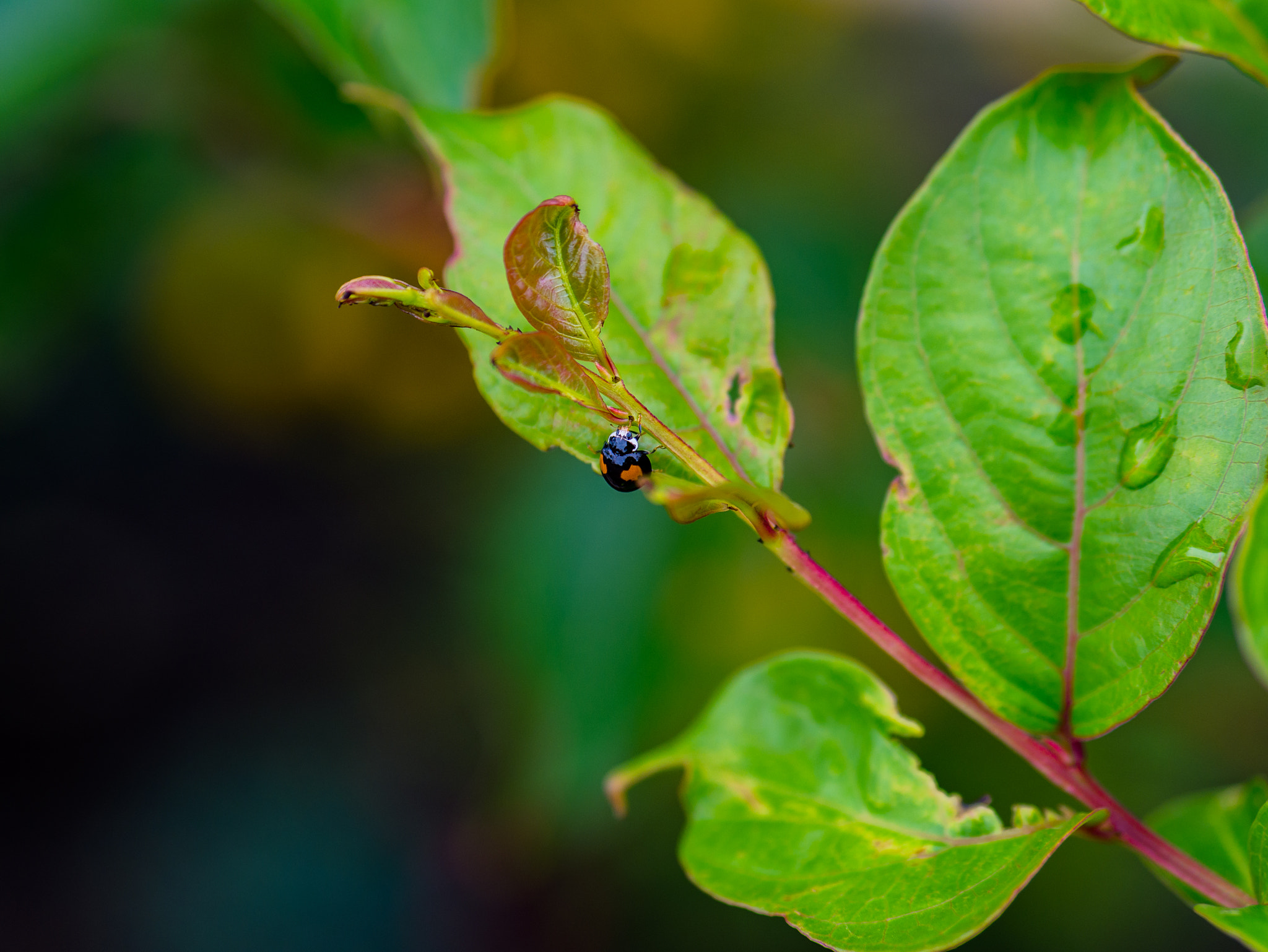 Panasonic Lumix G 42.5mm F1.7 ASPH Power OIS sample photo. Ashy gray ladybug? photography