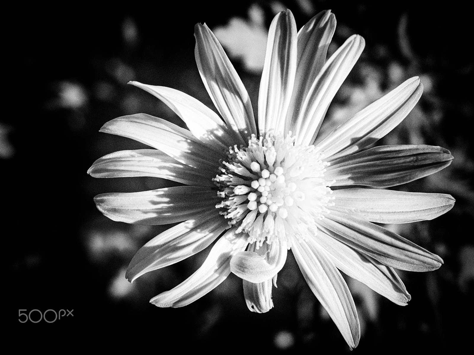 Nikon D300S sample photo. Daisy 1 photography
