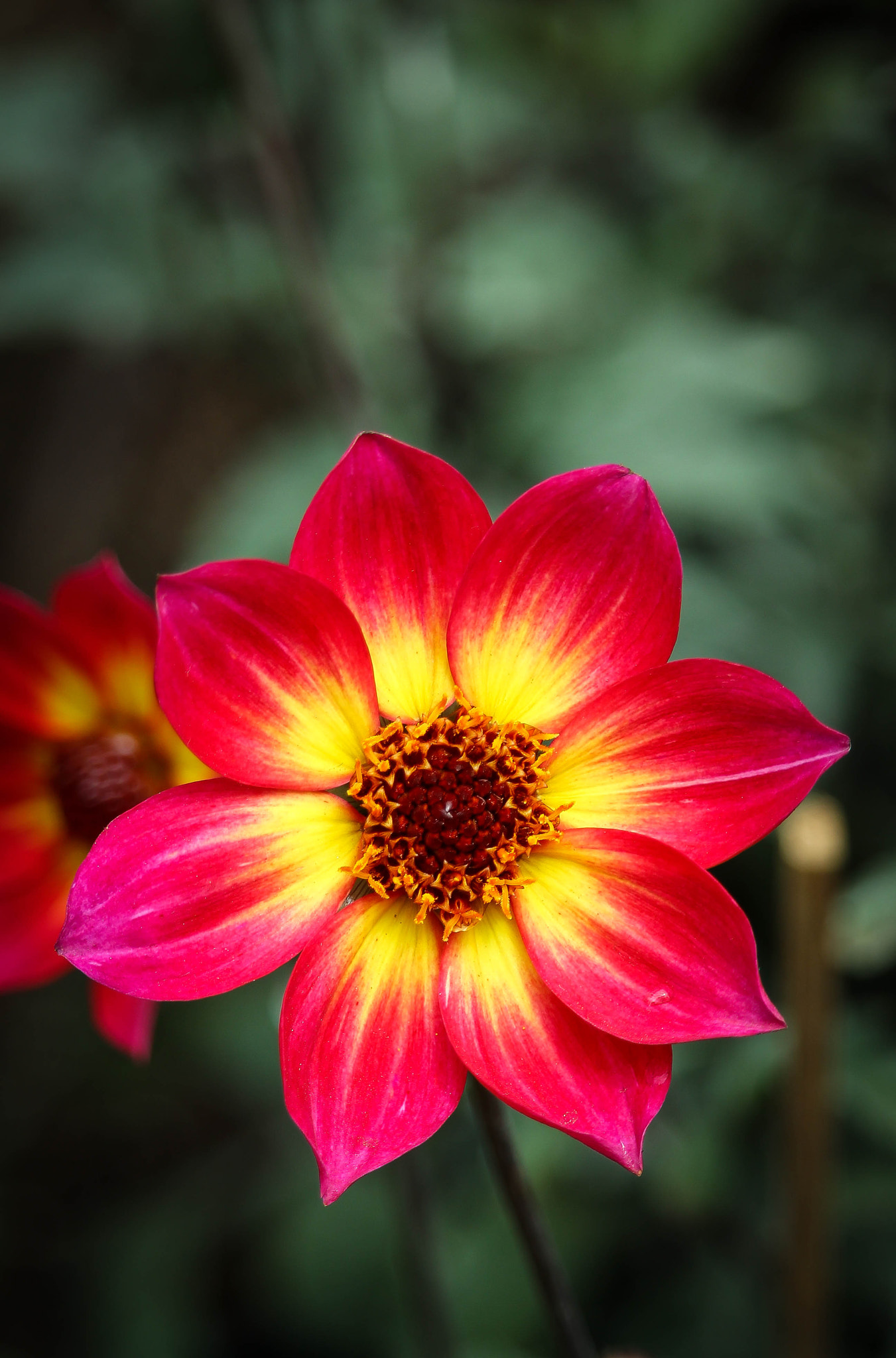 Canon EF-S 55-250mm F4-5.6 IS STM sample photo. Yellow red. photography