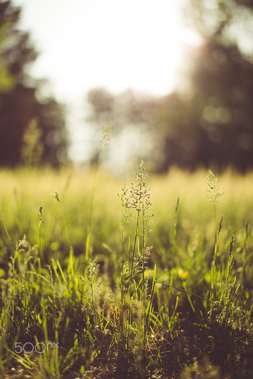 Canon EOS 6D + ZEISS Milvus 50mm F1.4 sample photo. The joy of f/1.4 photography