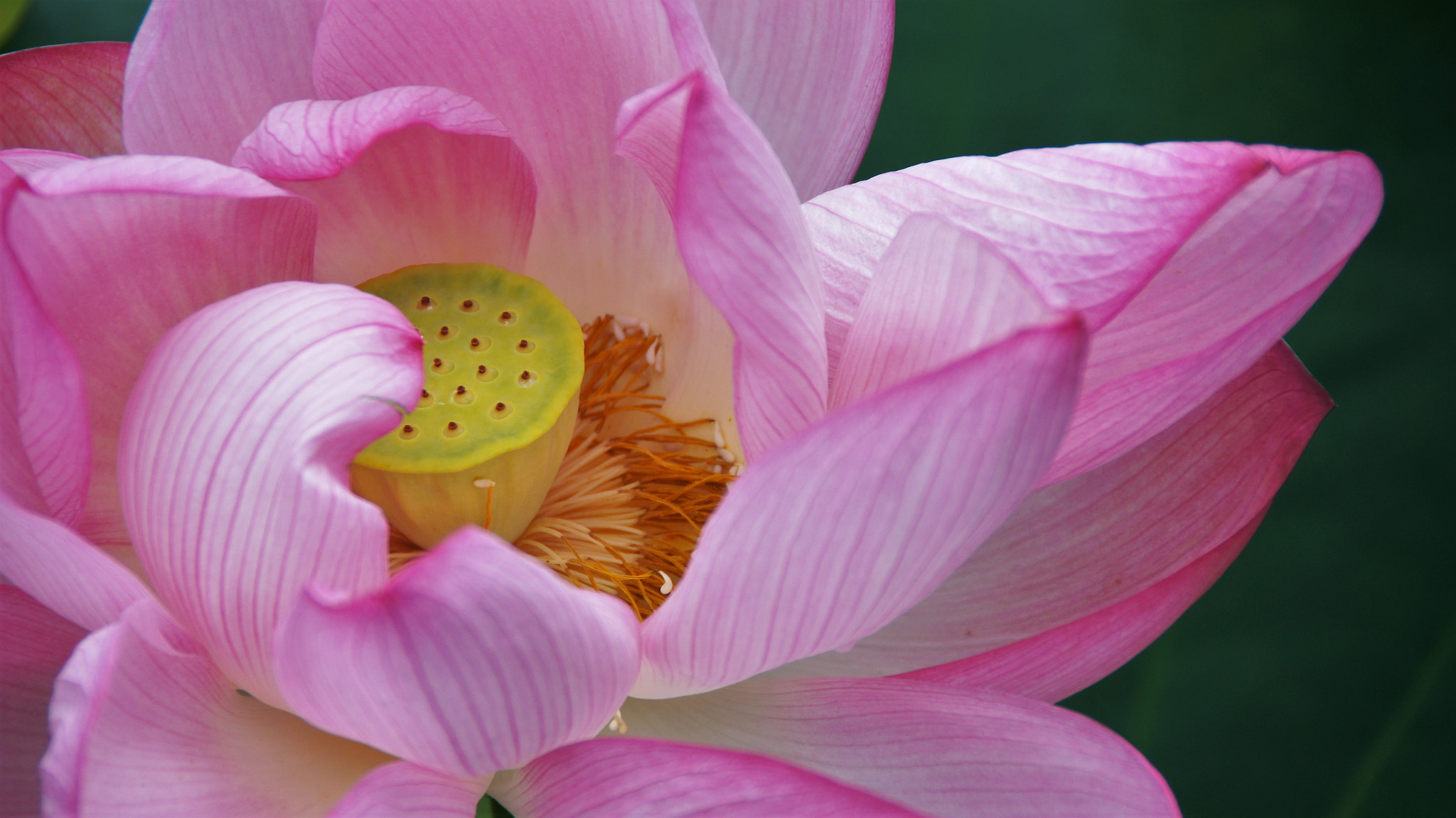 Sony SLT-A55 (SLT-A55V) sample photo. Lotus photography