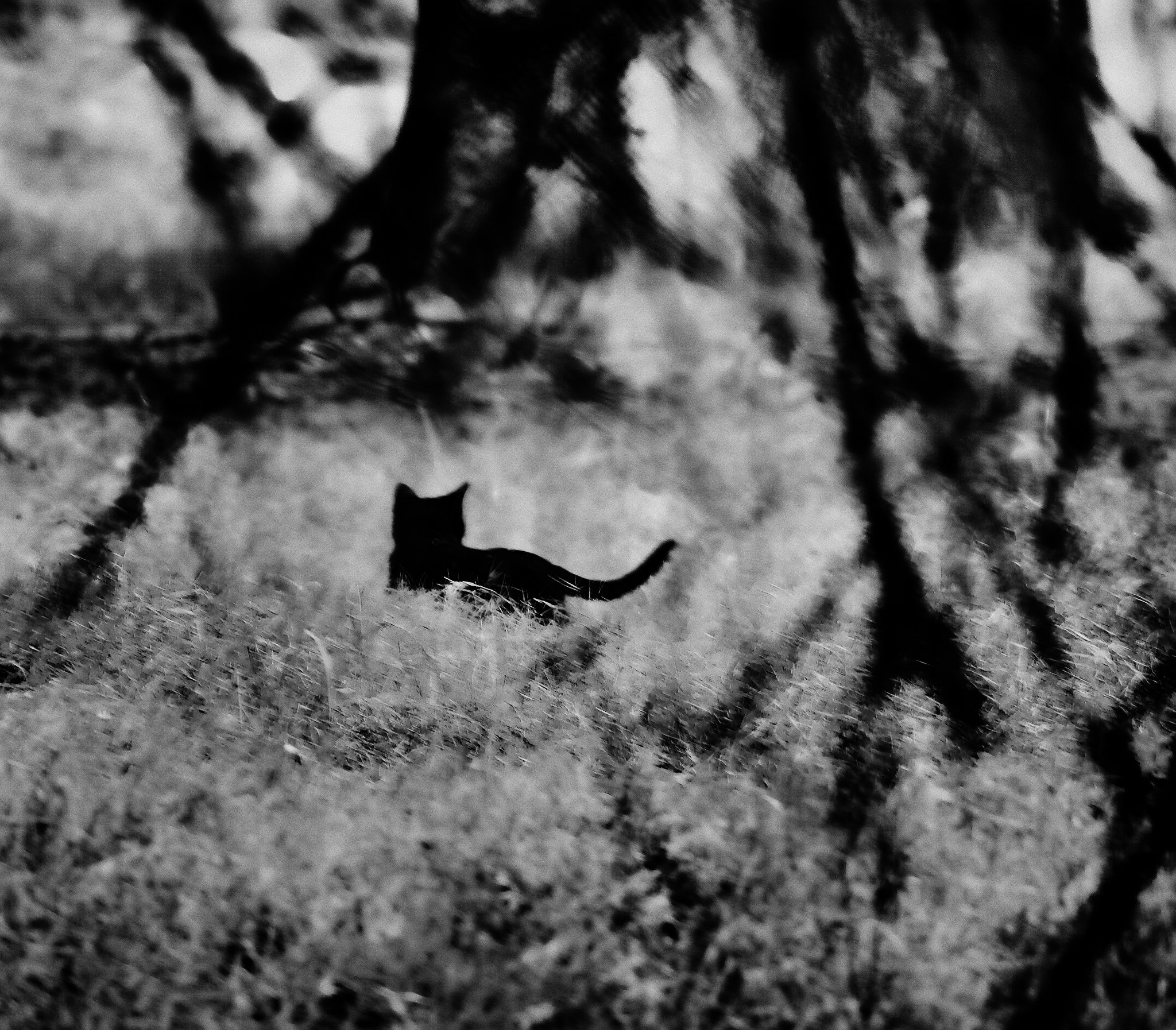Nikon D50 sample photo. Stripes photography