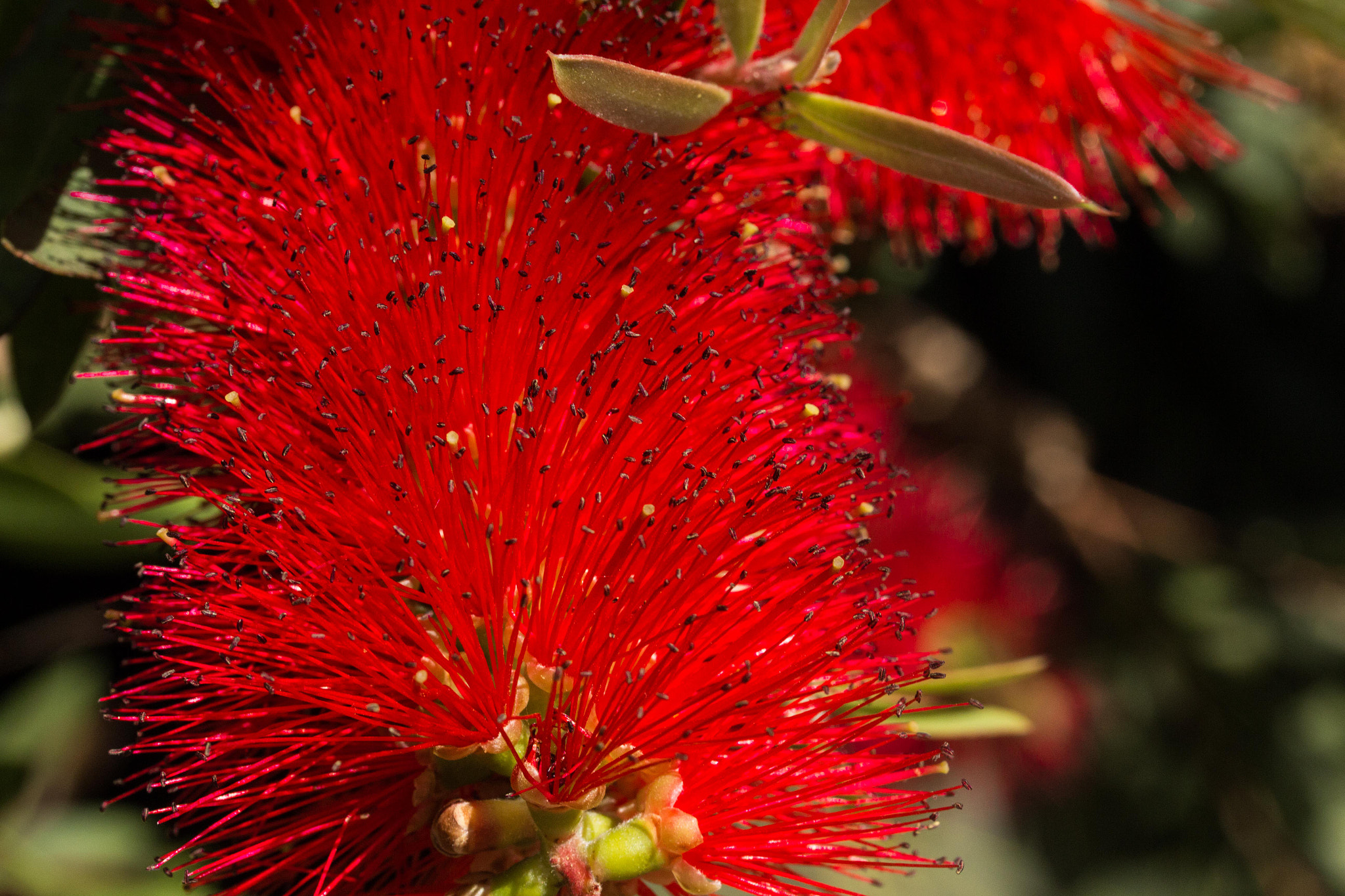 Canon EF-S 60mm F2.8 Macro USM sample photo. Red flower photography