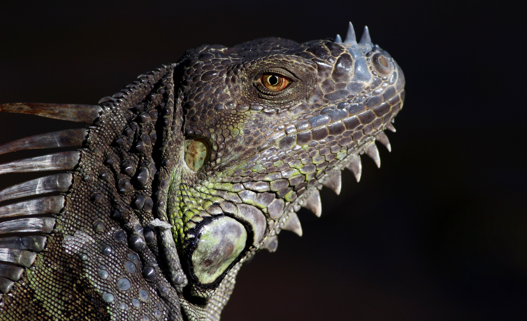 Canon EF 400mm F5.6L USM sample photo. Green iguana photography