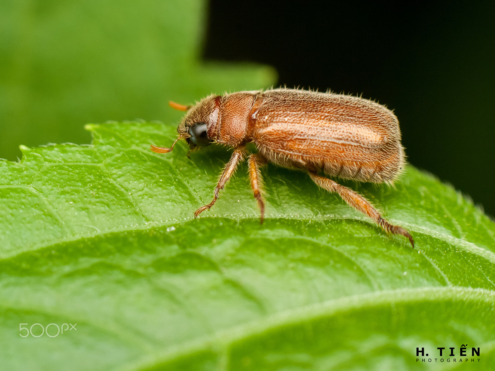 Canon EOS 1000D (EOS Digital Rebel XS / EOS Kiss F) sample photo. Rasberry beetle photography