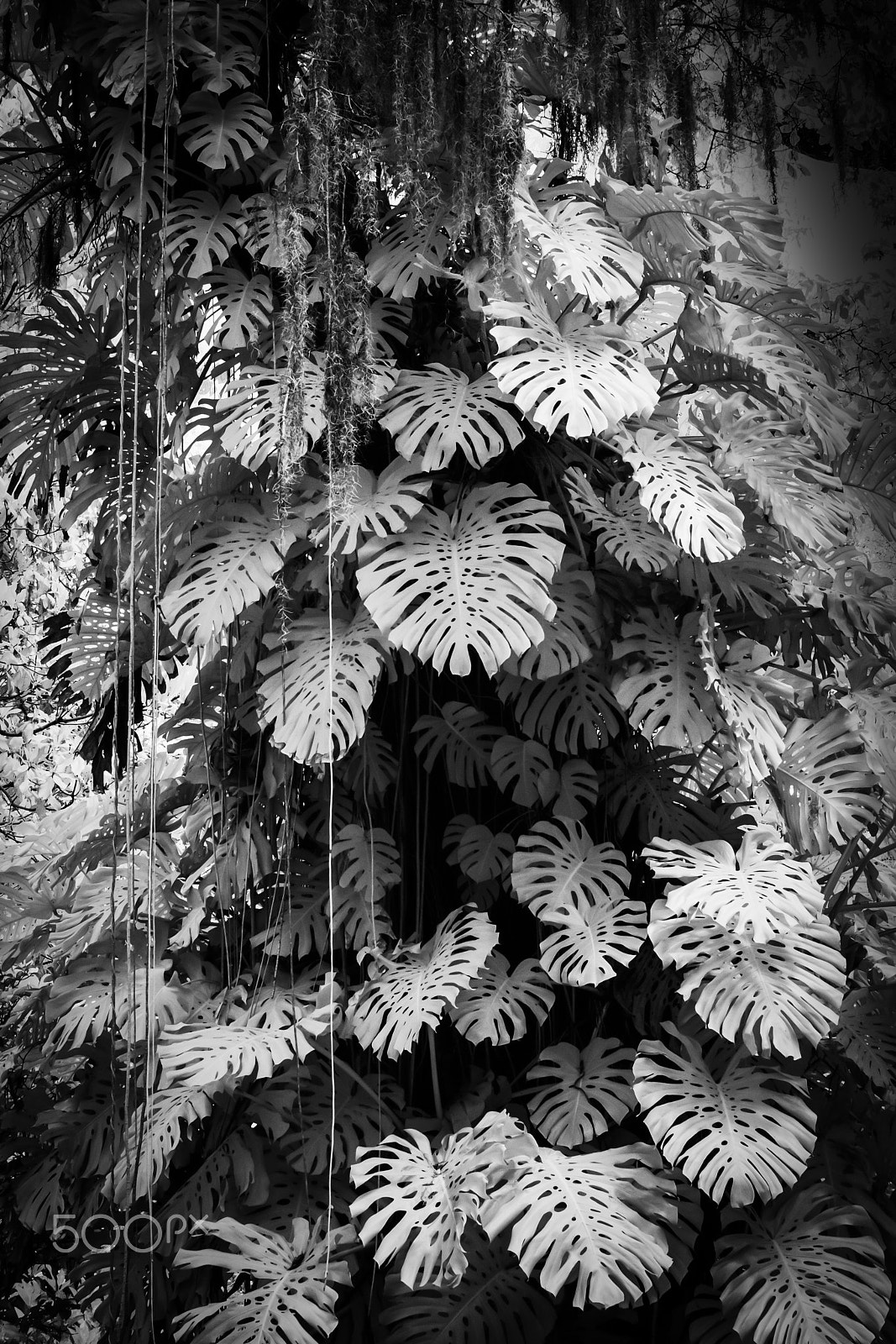 Nikon D300S sample photo. Philodendron photography