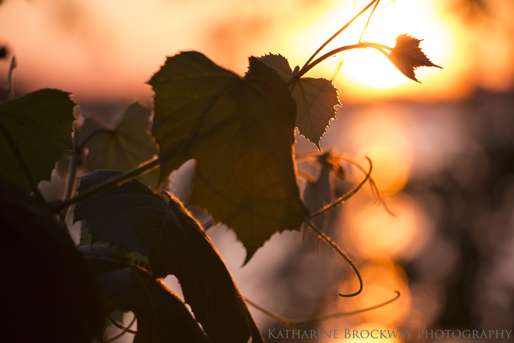 Canon EOS M + Canon EF-S 18-135mm F3.5-5.6 IS STM sample photo. Sunset vines photography