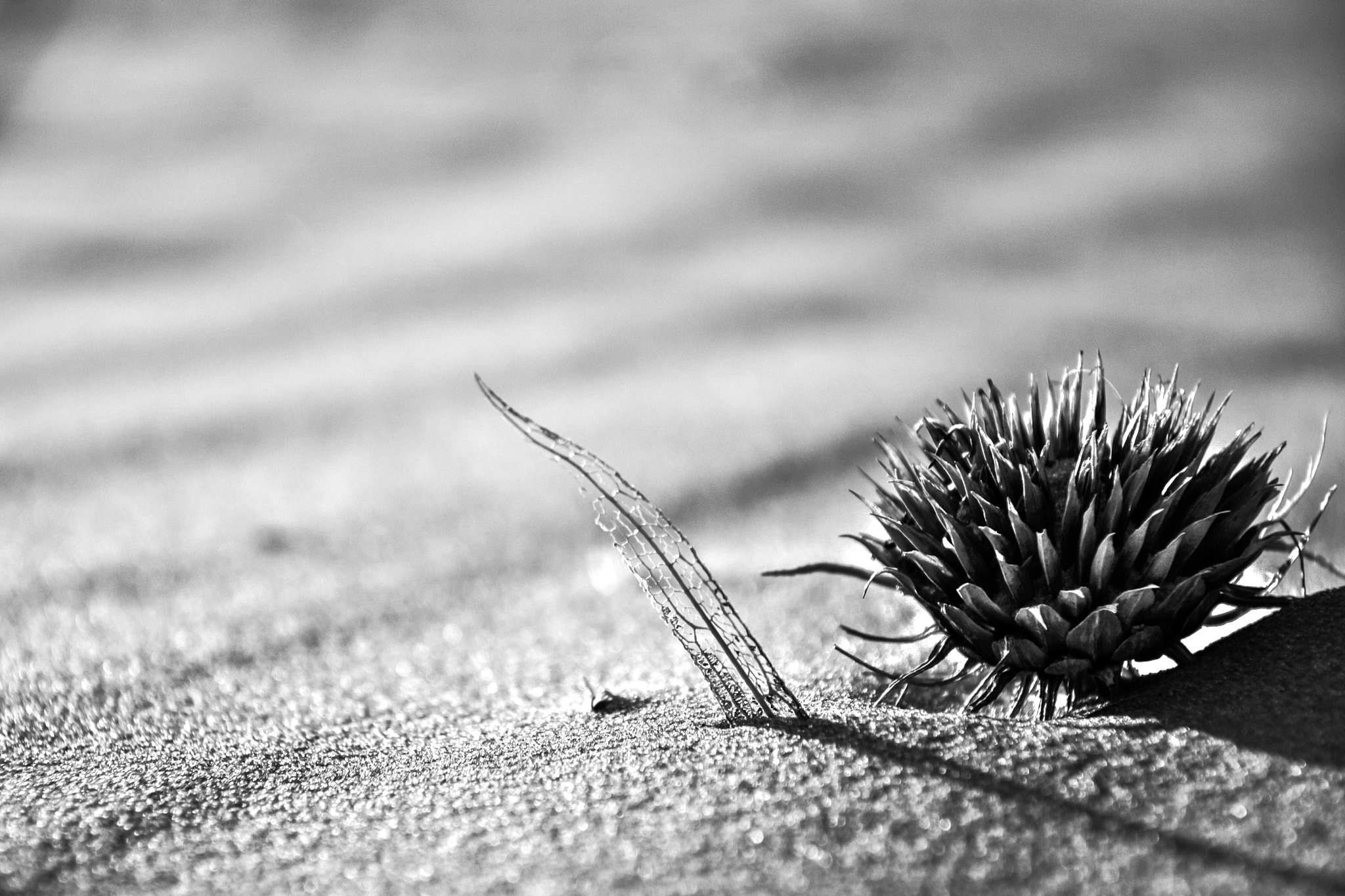 Nikon D2X sample photo. Transparent photography