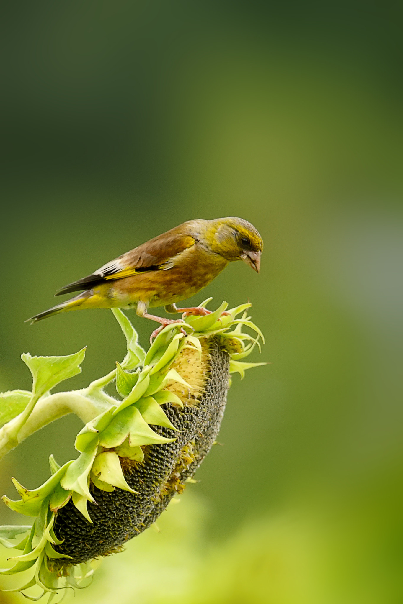 Sony 70-400mm F4-5.6 G SSM II sample photo. 金翅雀 photography