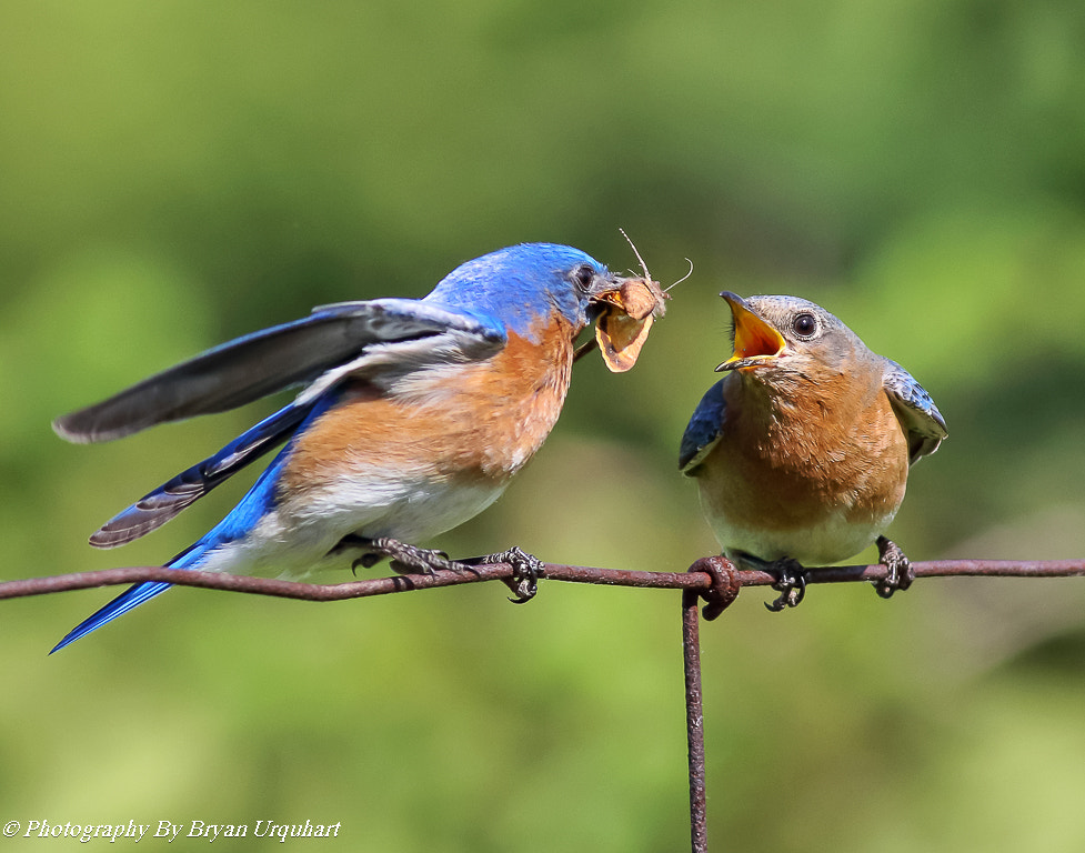 Canon EOS 70D + Canon EF 400mm F5.6L USM sample photo. Eastern blue bird photography