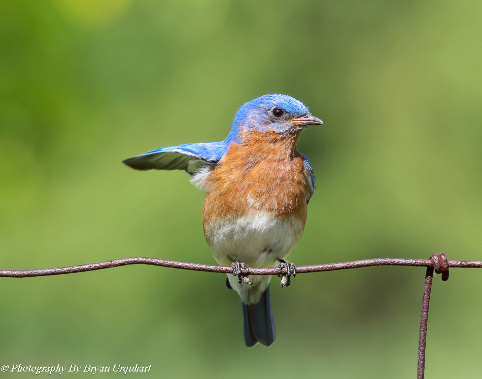 Canon EOS 70D + Canon EF 400mm F5.6L USM sample photo. Eastern blue bird photography