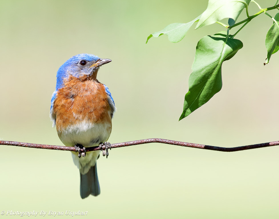 Canon EOS 70D + Canon EF 400mm F5.6L USM sample photo. Eastern blue bird photography