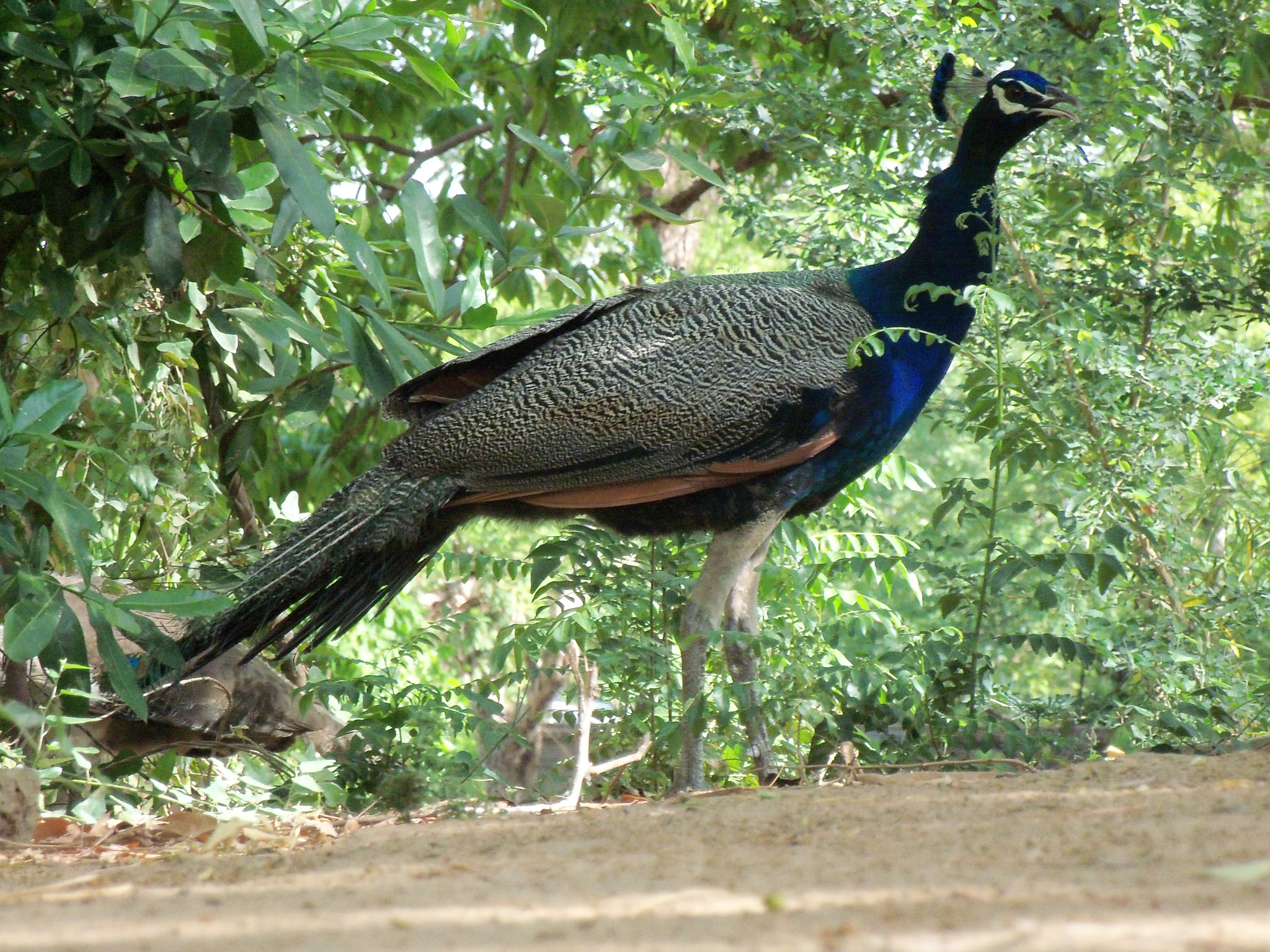 Kodak EASYSHARE C190 DIGITAL CAMERA sample photo. Peacock  photography